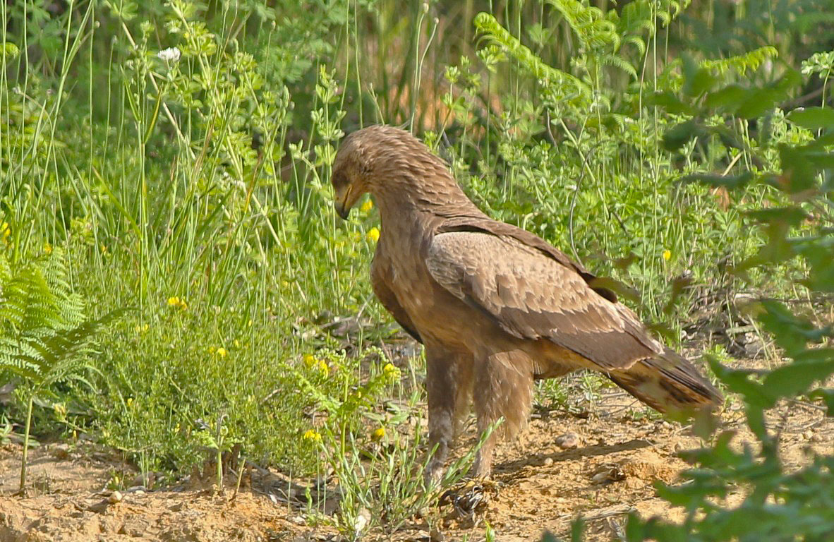 Küçük orman kartalı