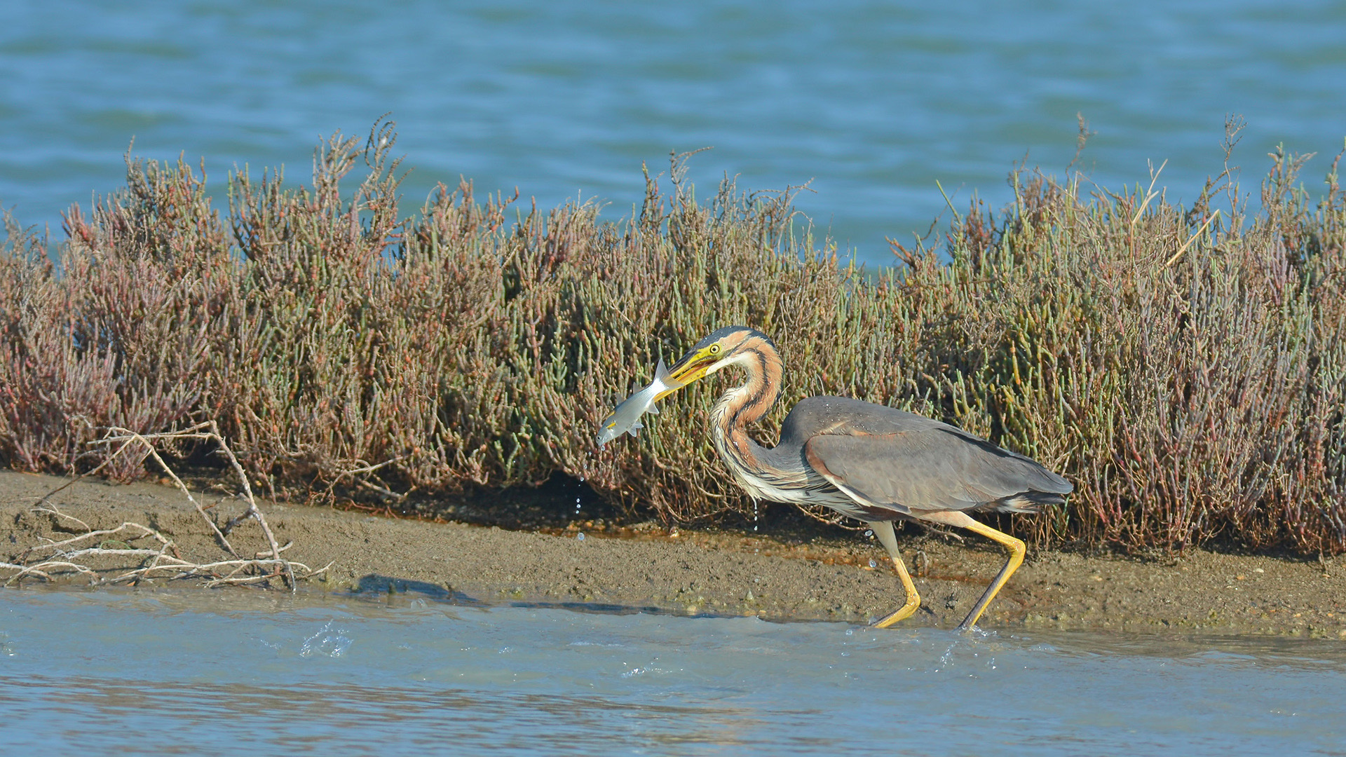 Erguvani balıkçıl
