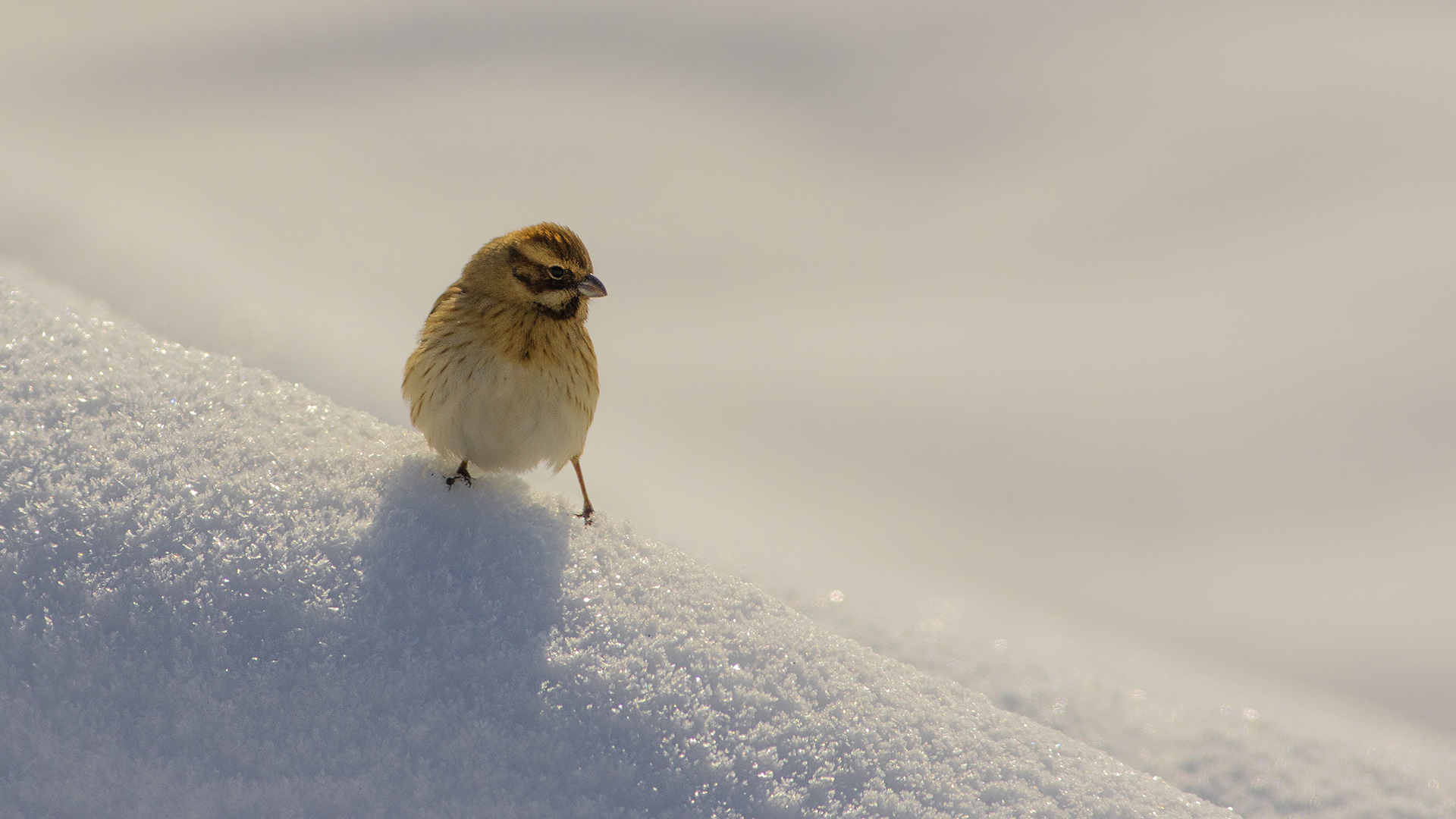 Bataklık Kirazkuşu