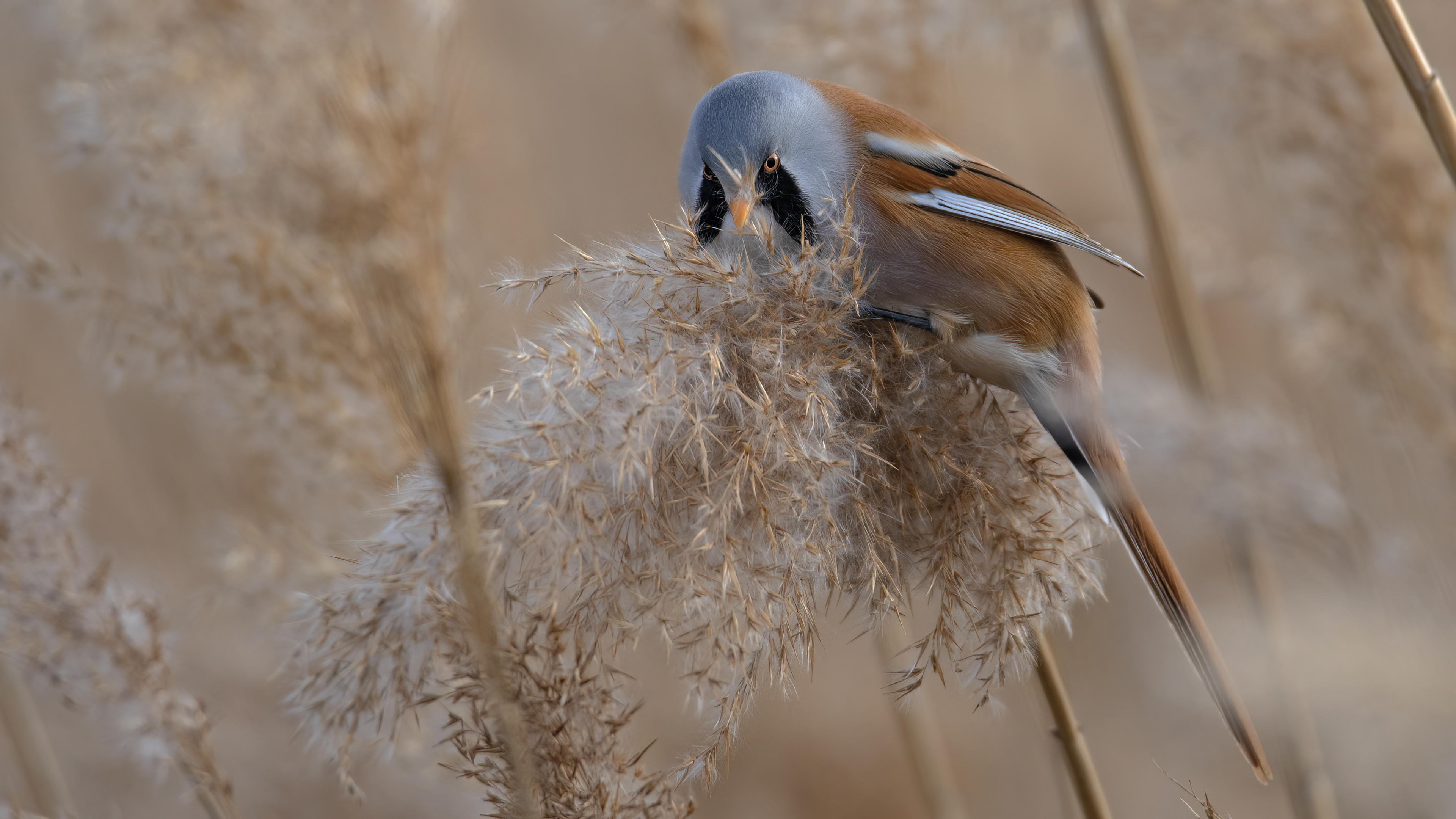 Bıyıklı baştankara