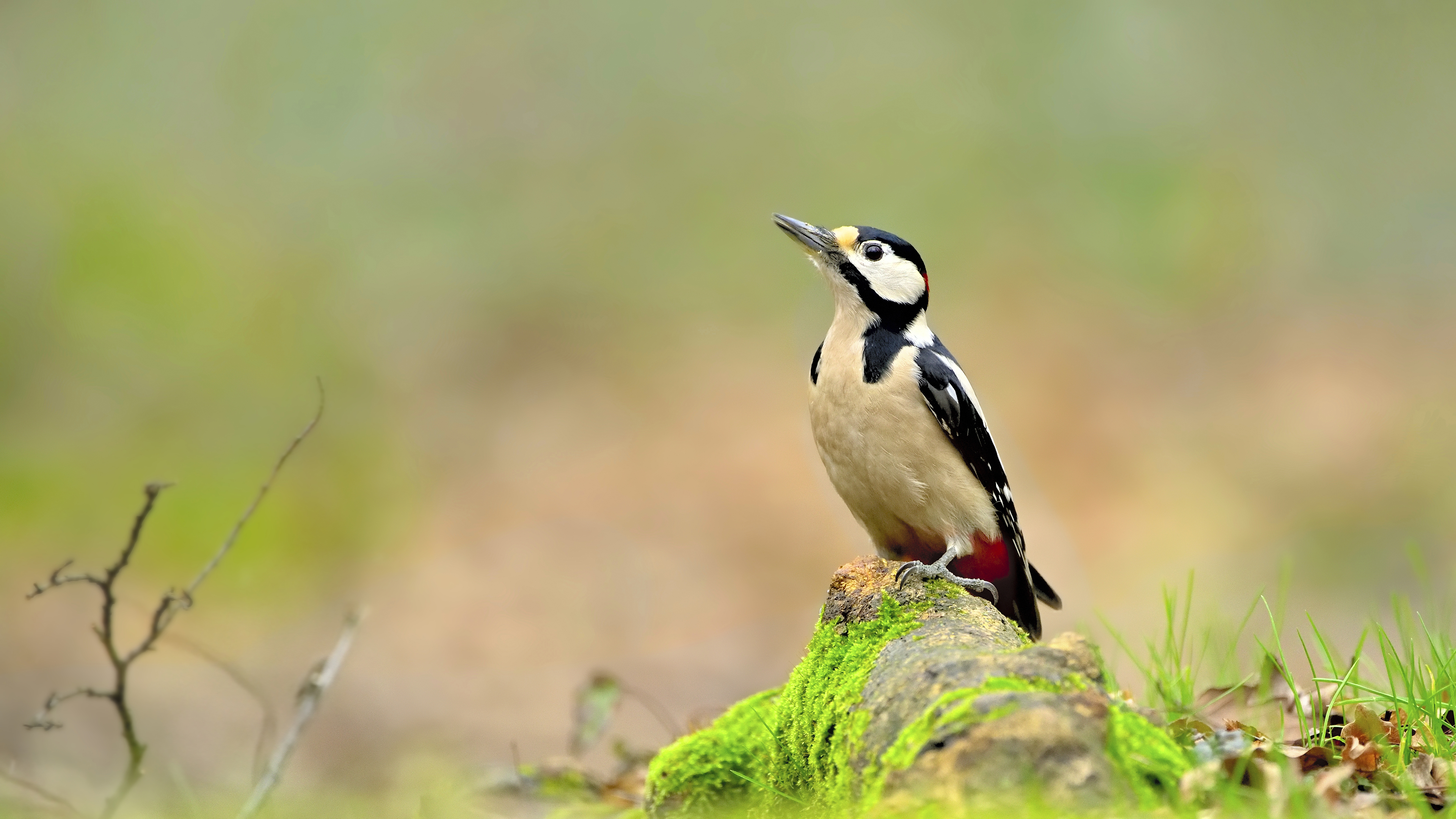 Orman alaca ağaçkakanı