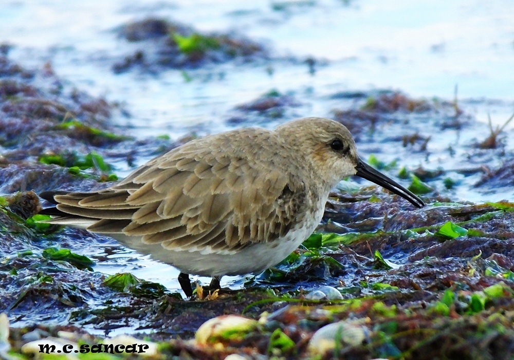 Karakarınlı kumkuşu