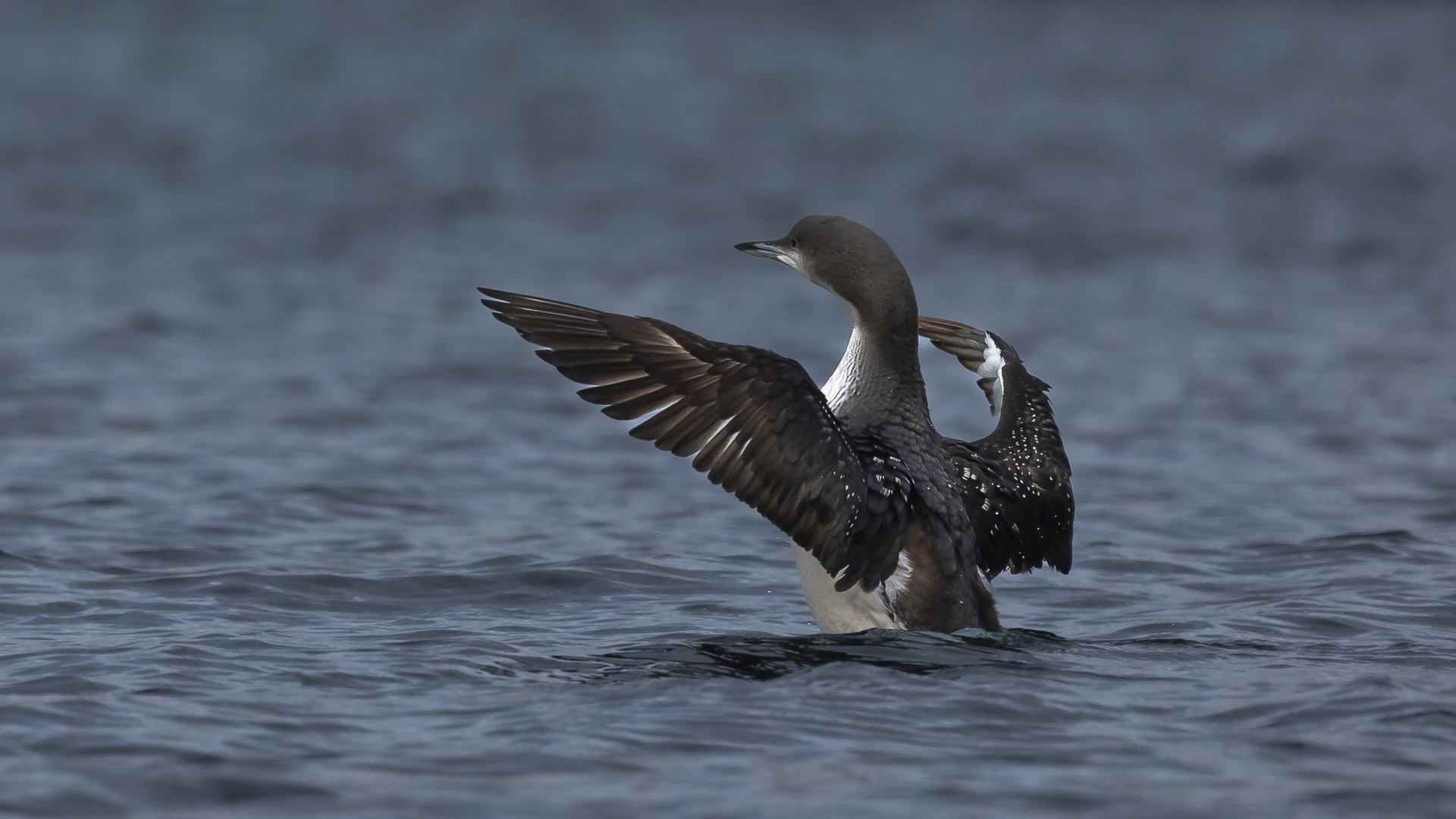 Karagerdanlı dalgıç