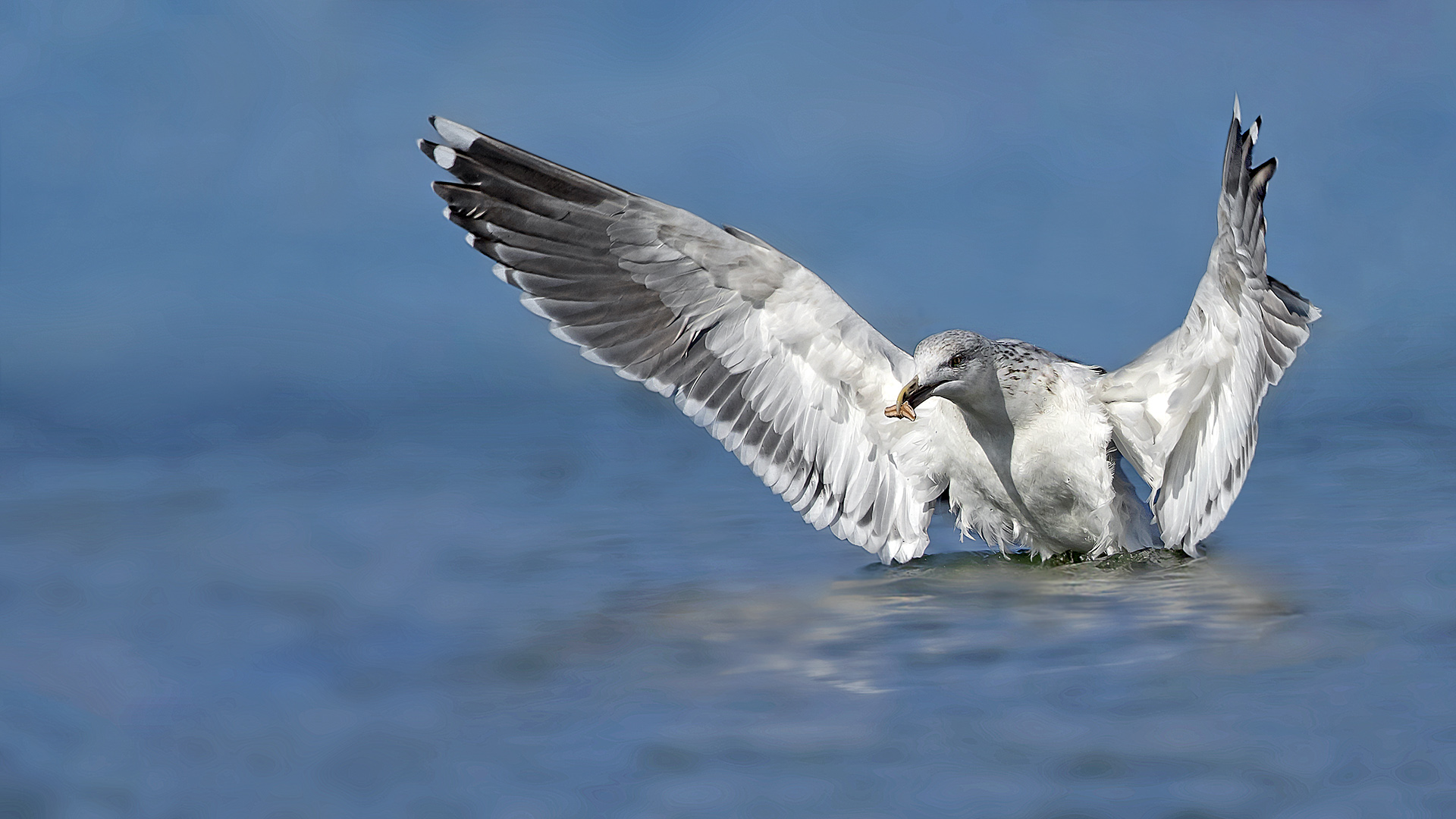 Büyük karasırtlı martı