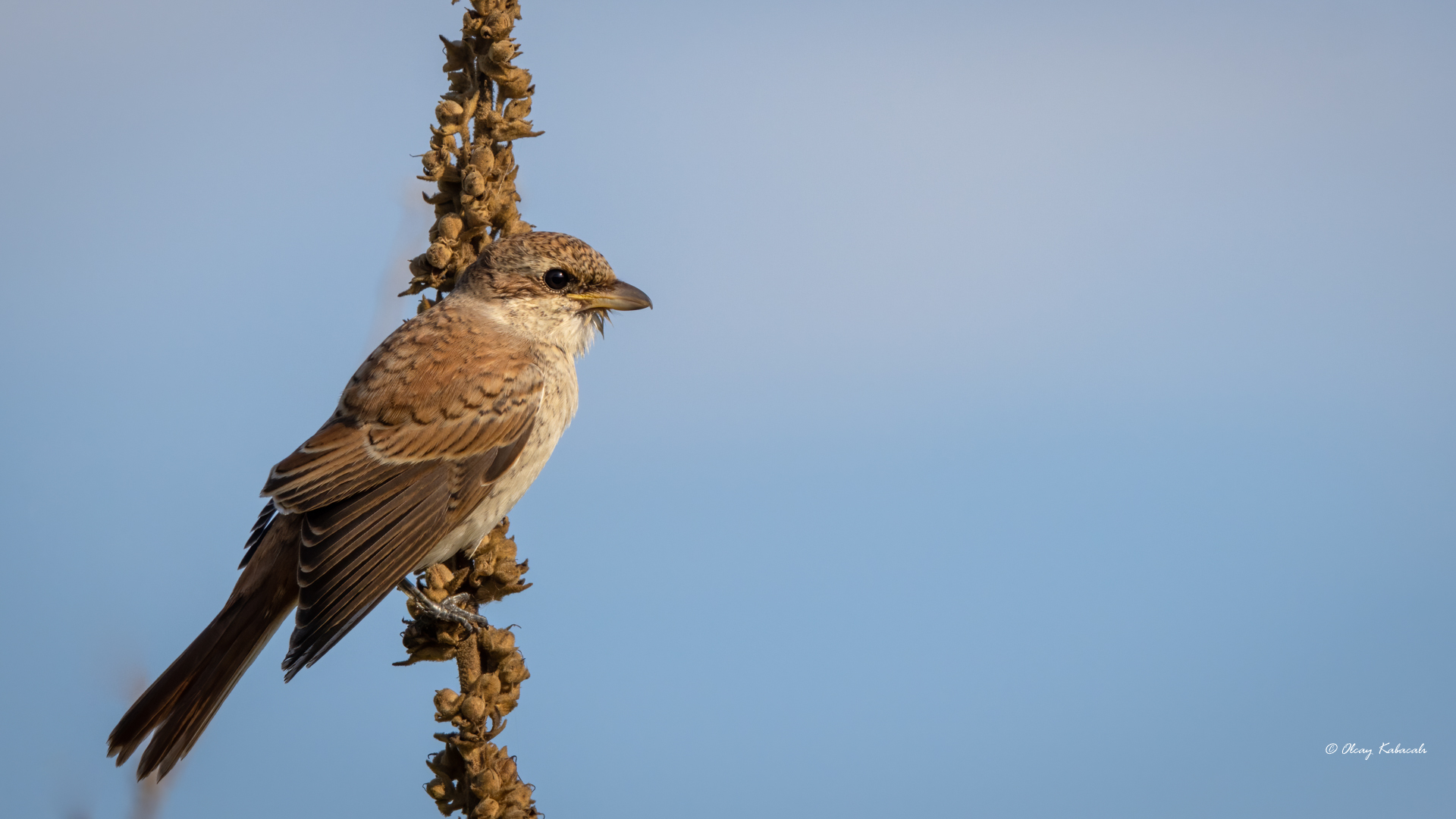 Kızılsırtlı örümcekkuşu