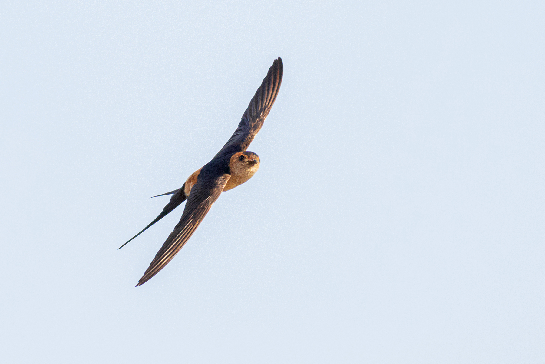 Kızıl kırlangıç