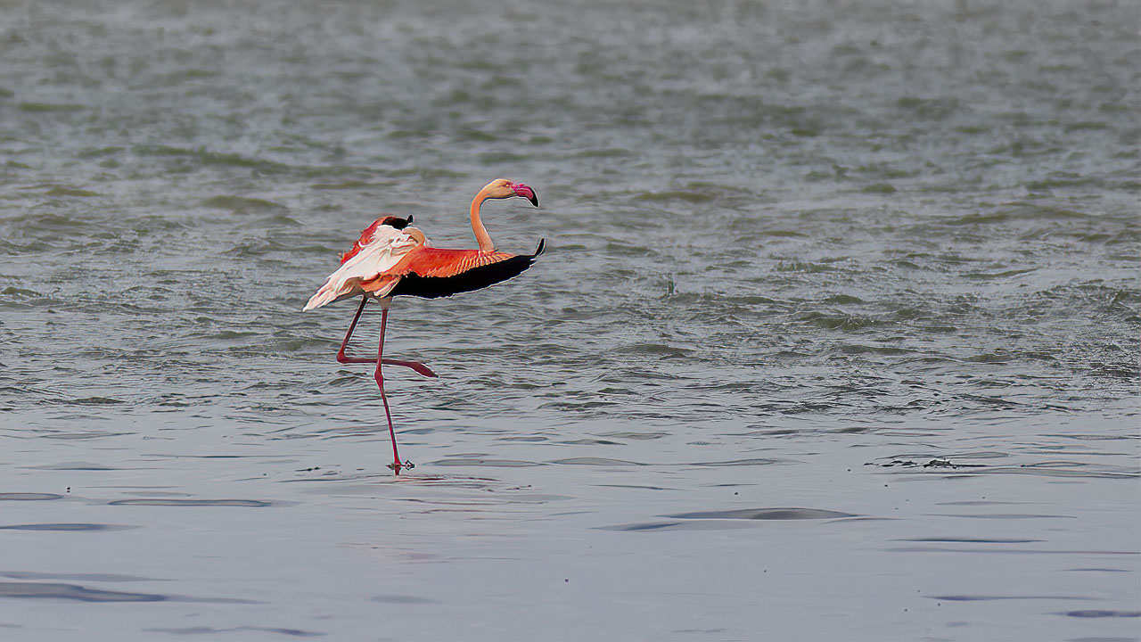 Flamingo