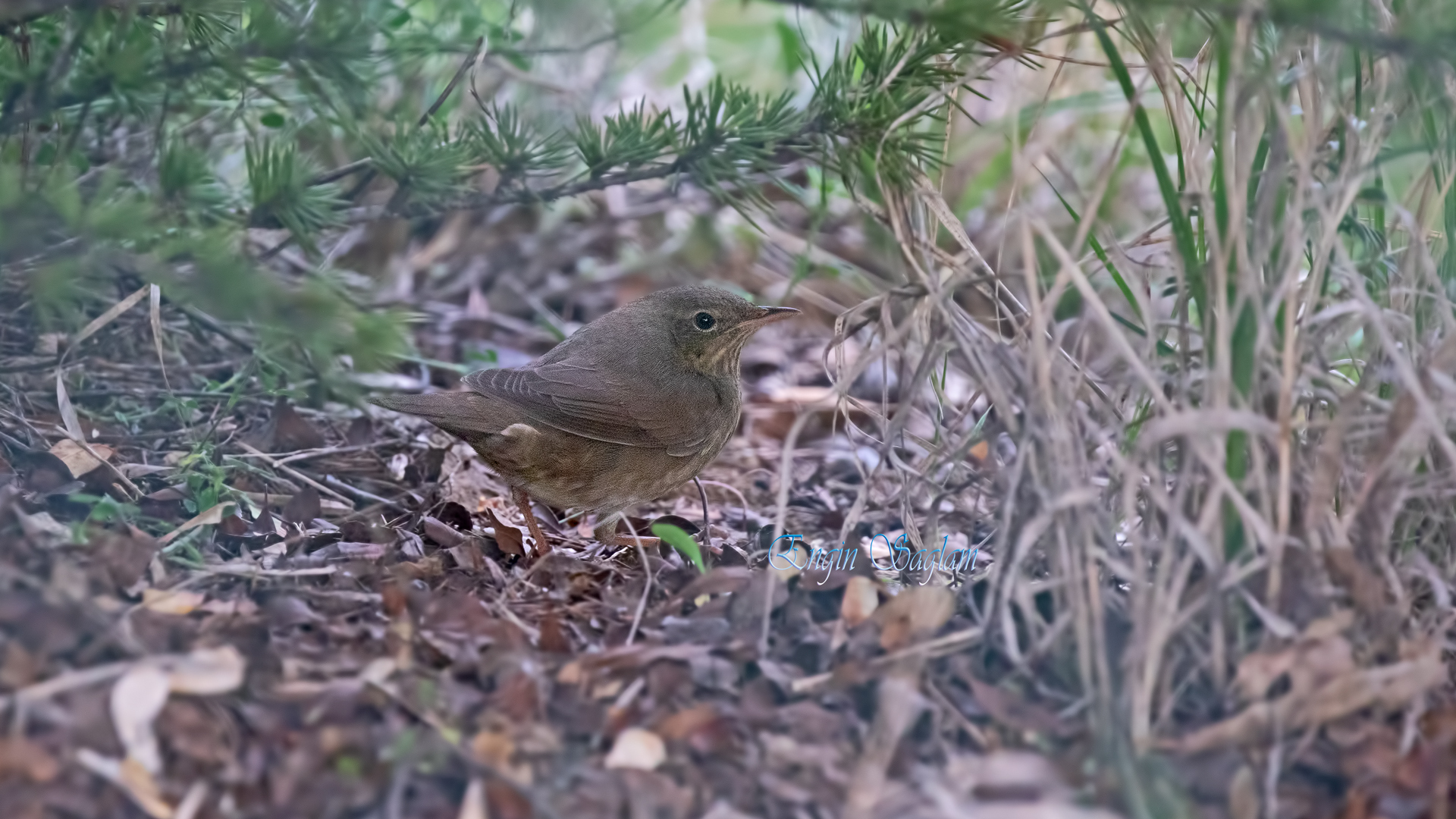 Ağaç kamışçını