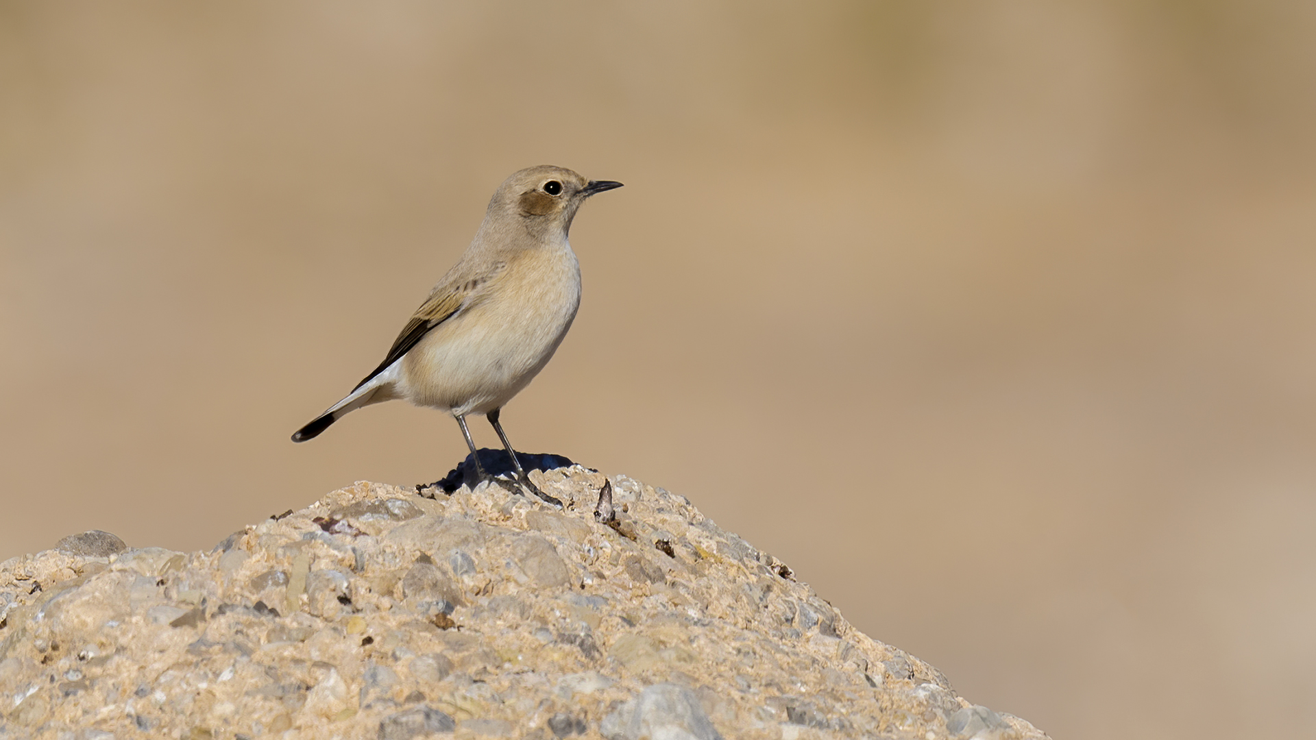 Aksırtlı kuyrukkakan