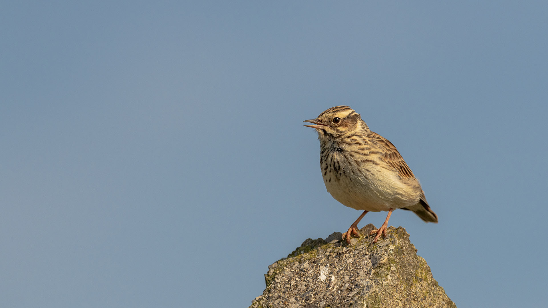 Orman toygarı » Woodlark » Lullula arborea