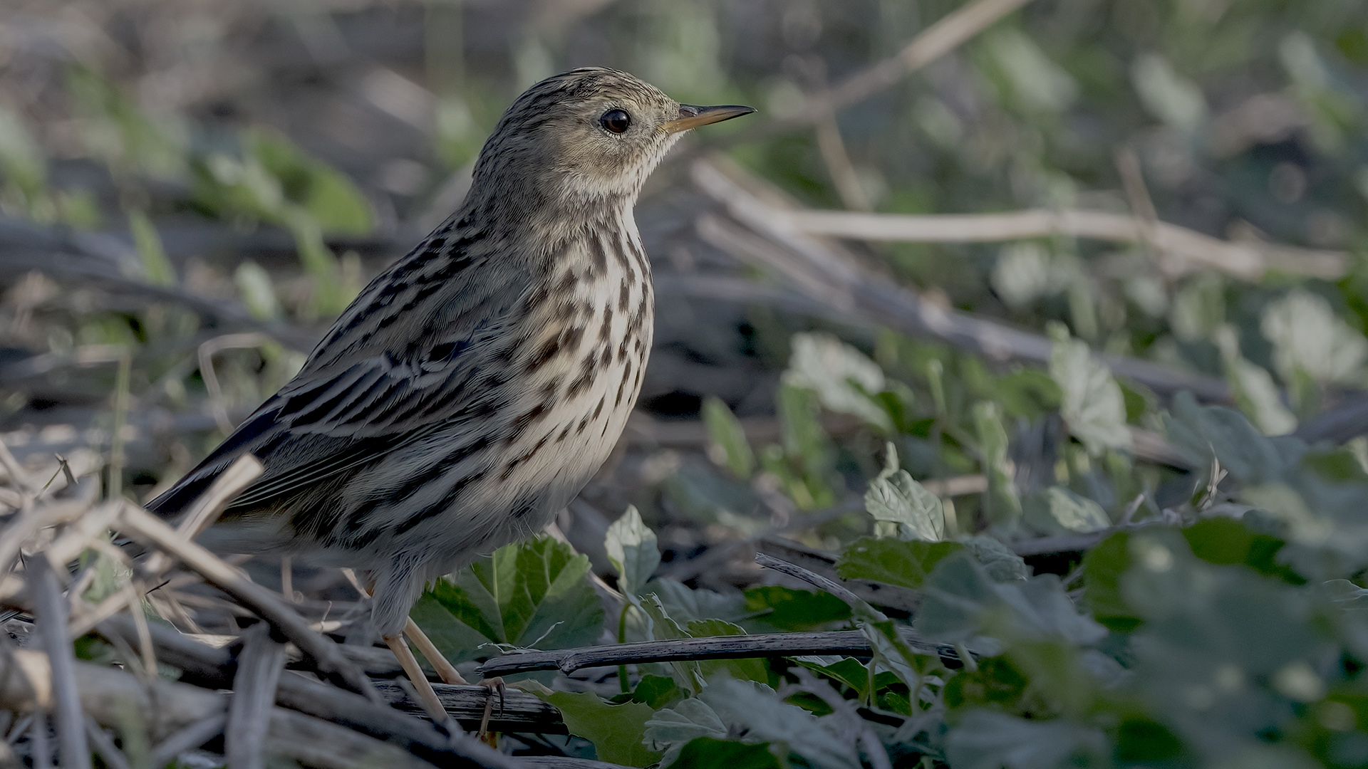 Kızılgerdanlı incirkuşu