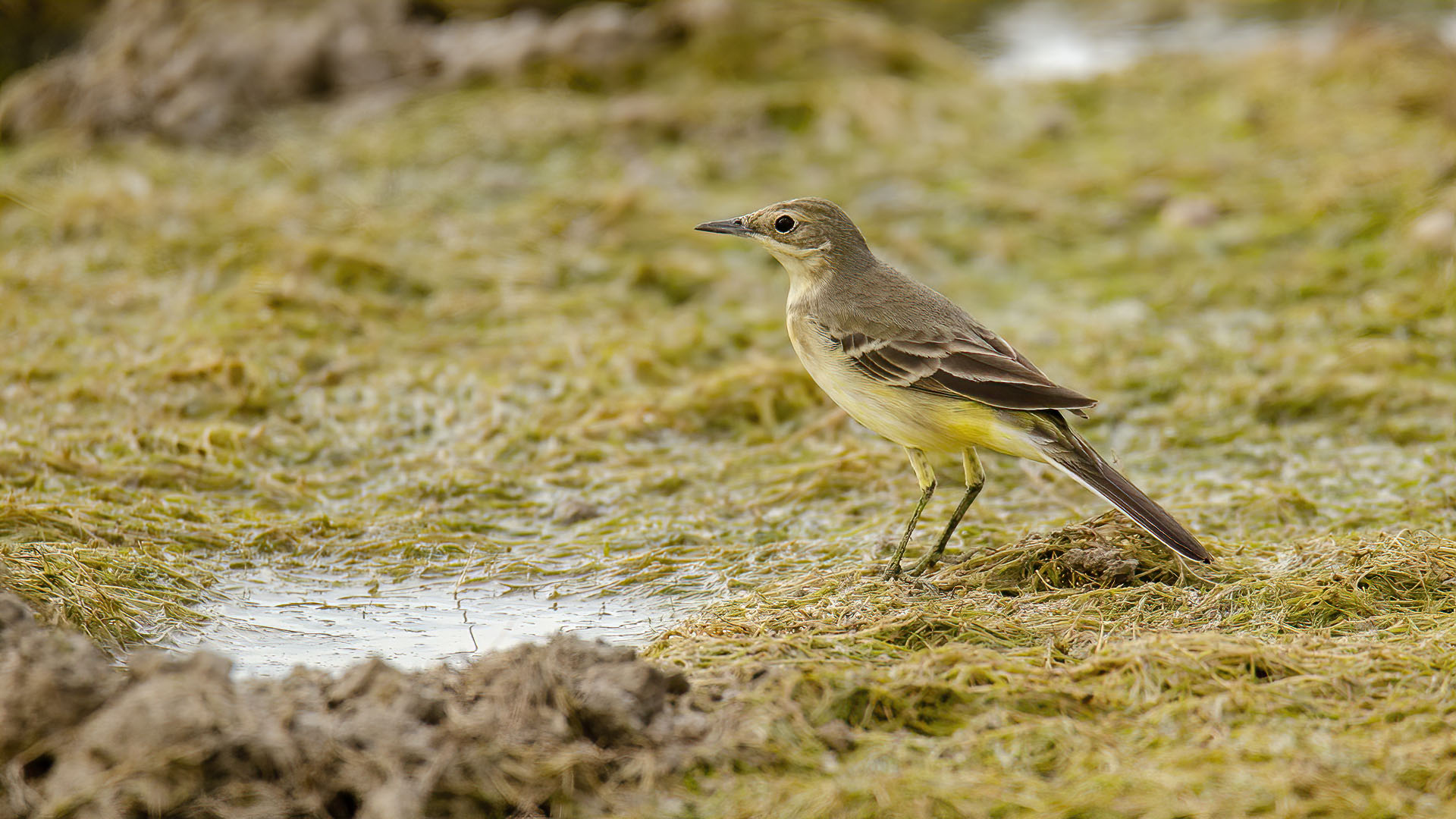 Sarı kuyruksallayan