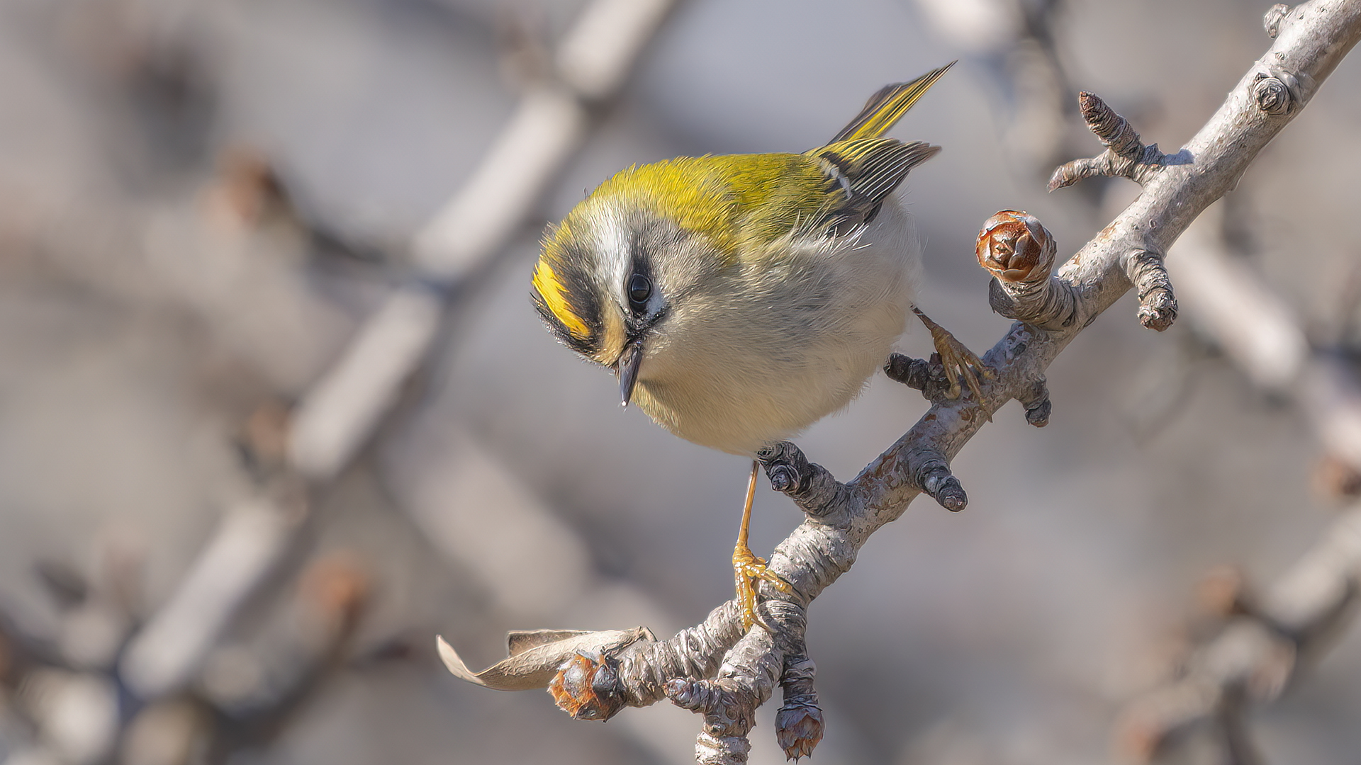 Sürmeli çalıkuşu