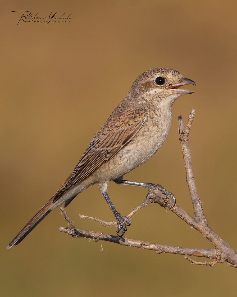 Kızılsırtlı örümcekkuşu