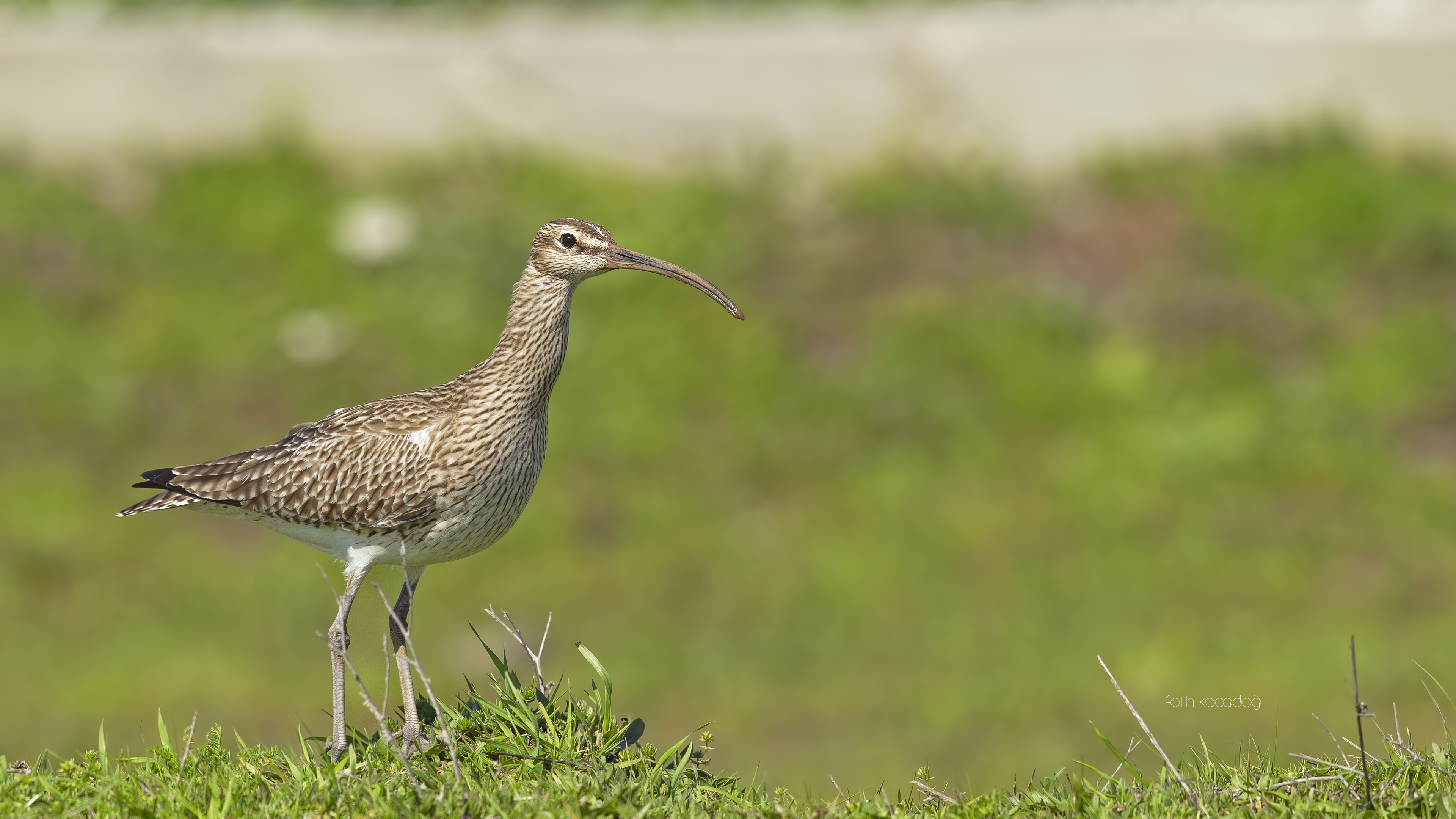 Sürmeli kervançulluğu