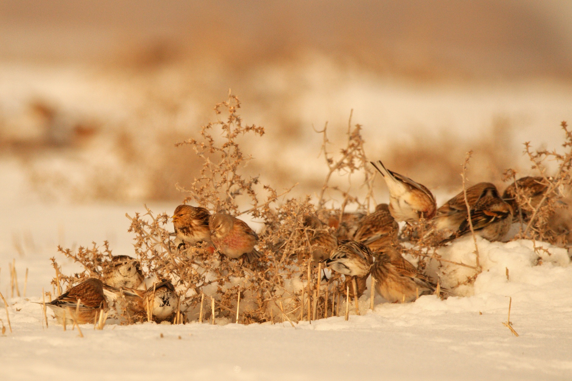 Sarıgagalı ketenkuşu