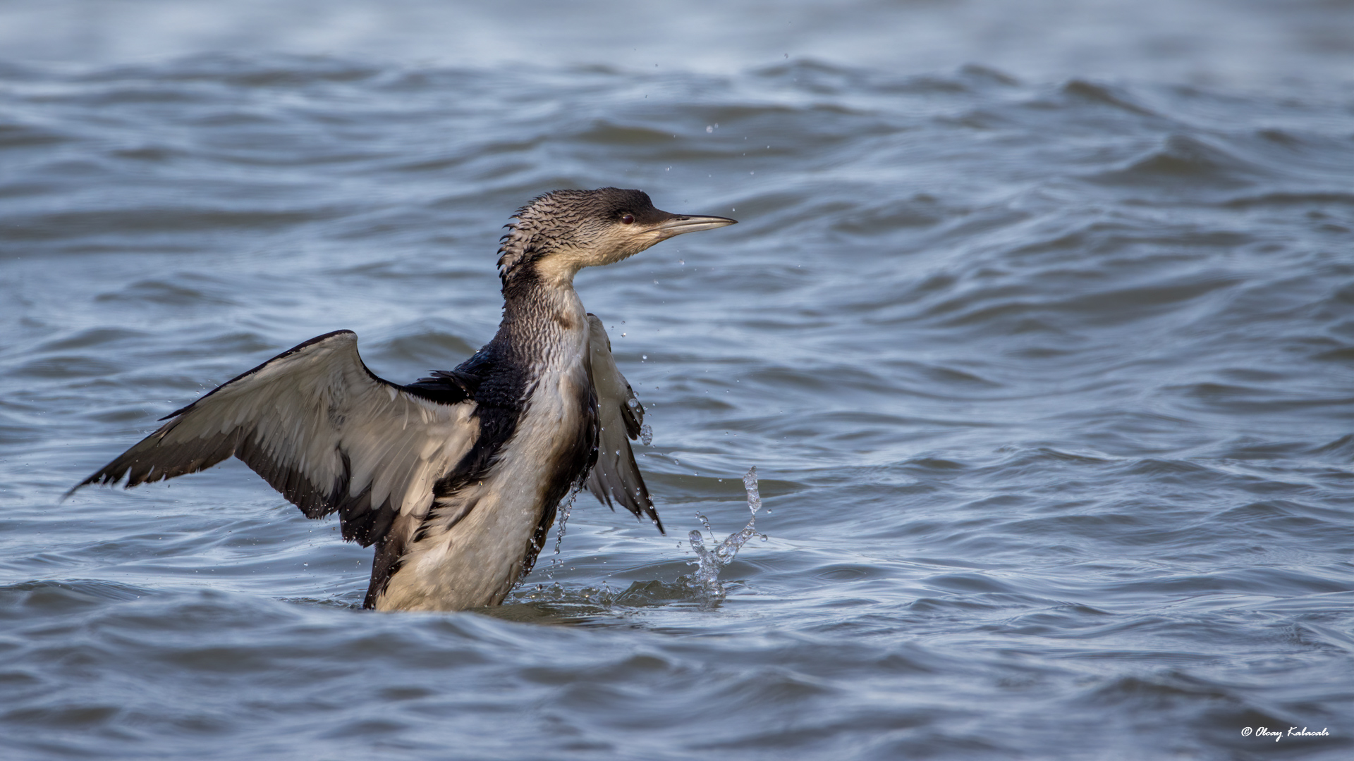 Karagerdanlı dalgıç