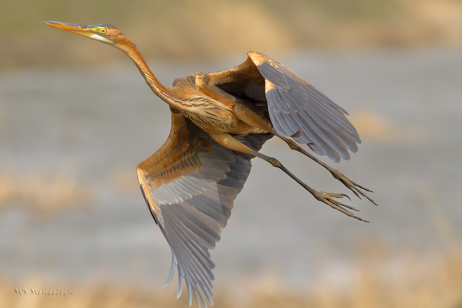 Erguvani balıkçıl
