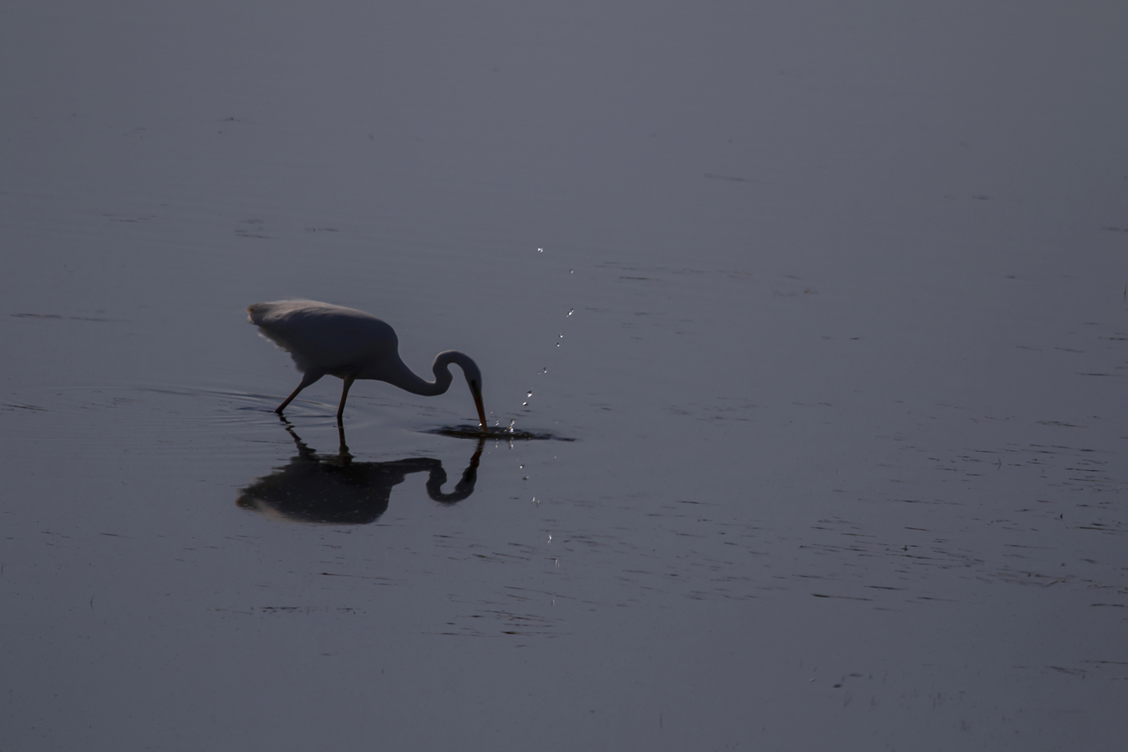 Büyük ak balıkçıl