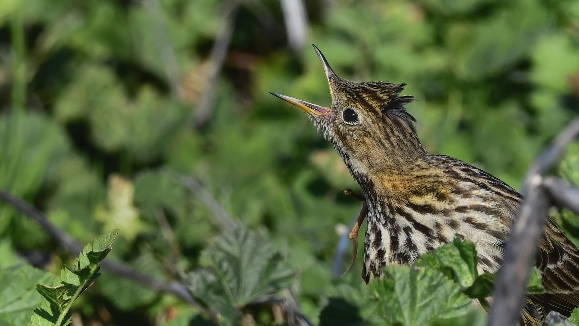 Kızılgerdanlı incirkuşu