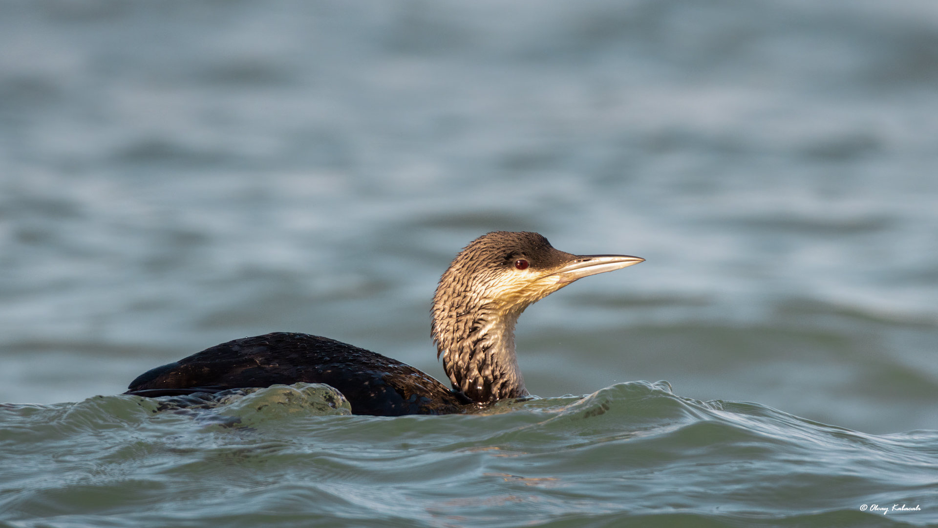 Karagerdanlı dalgıç
