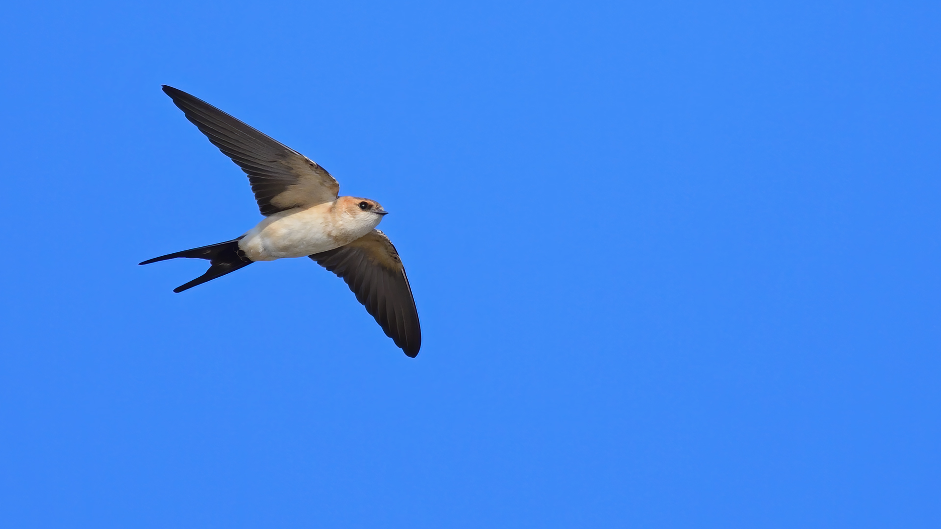 Kızıl kırlangıç