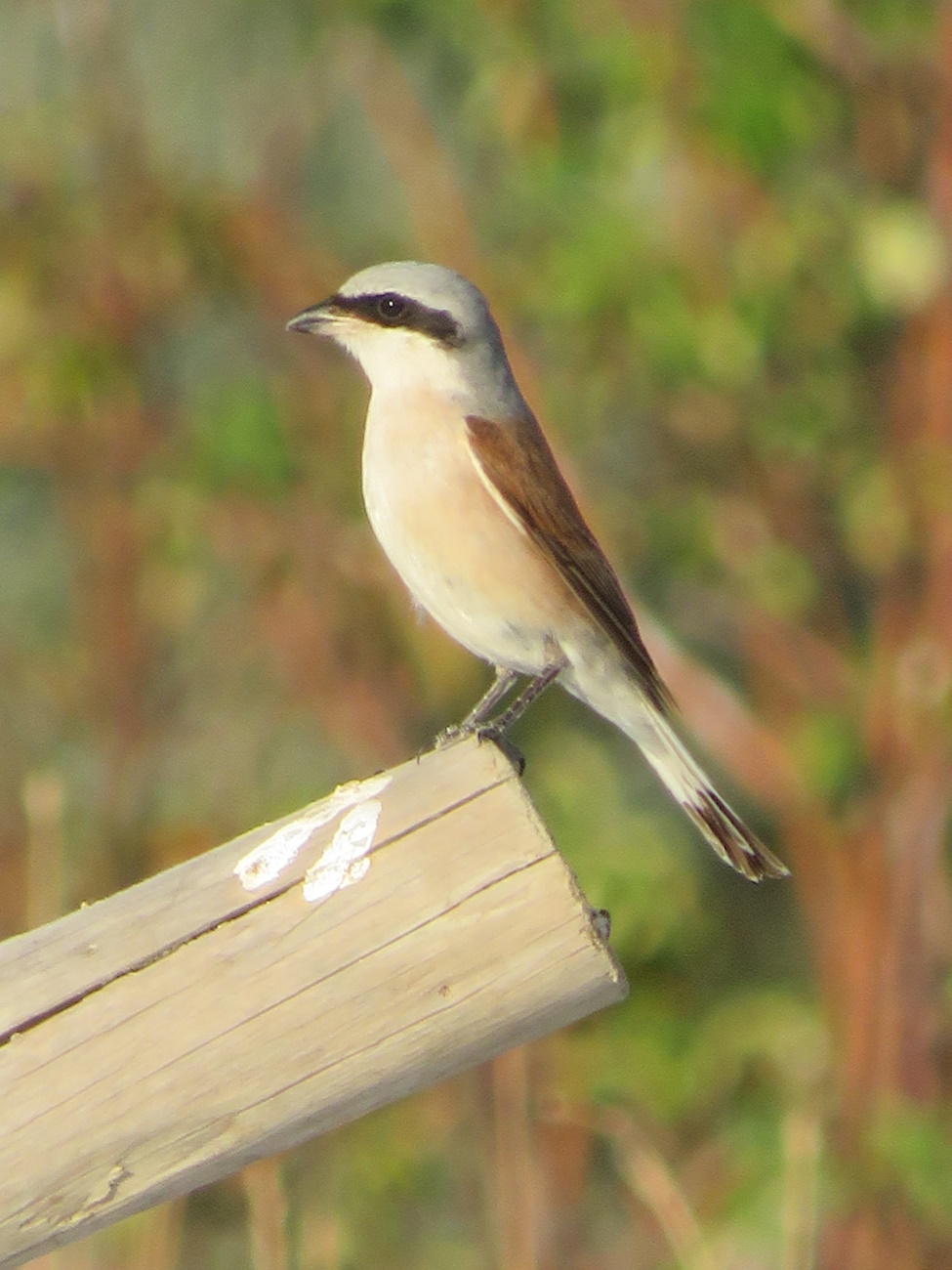 Kızılsırtlı örümcekkuşu