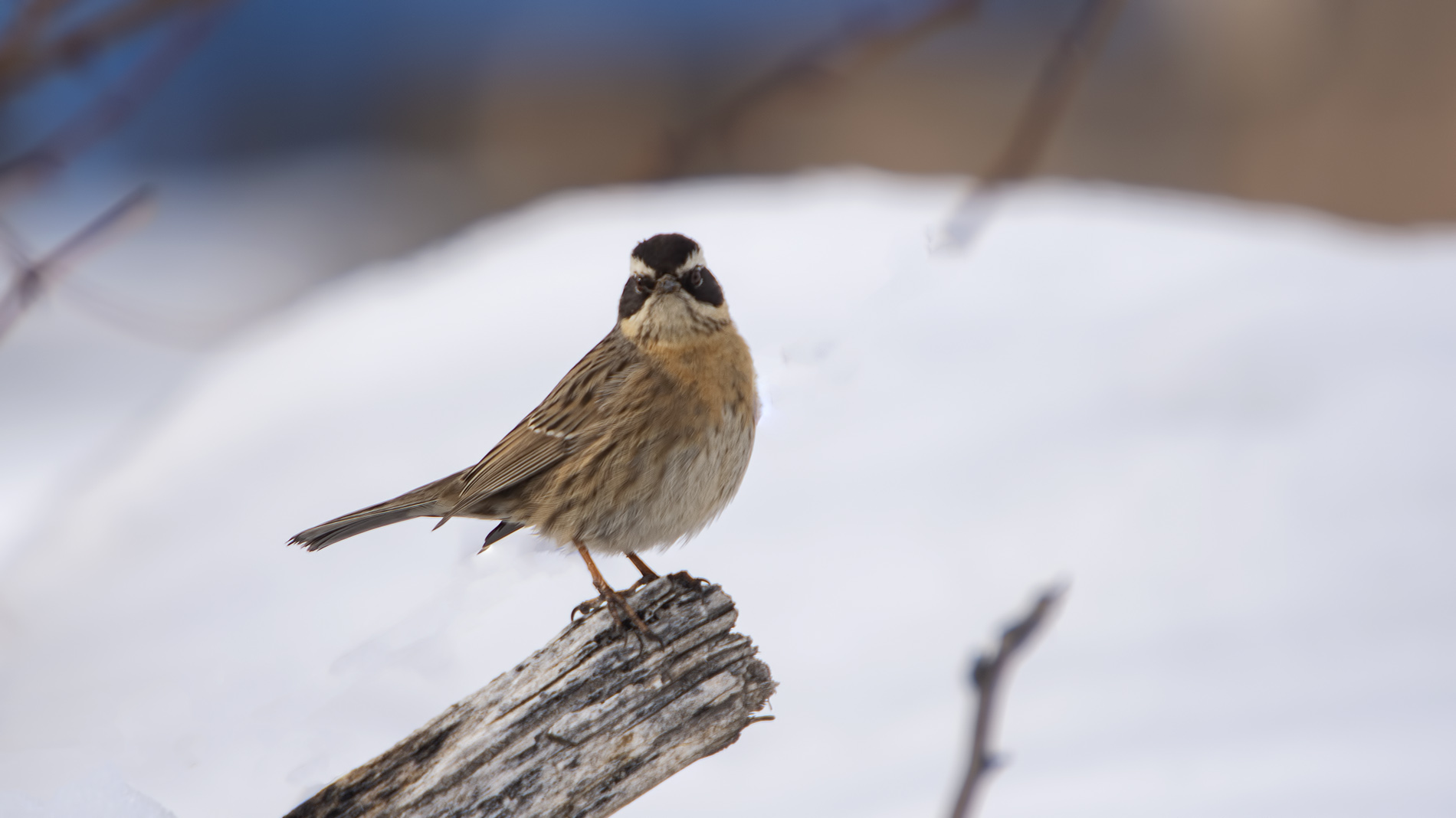 Sürmeli dağbülbülü