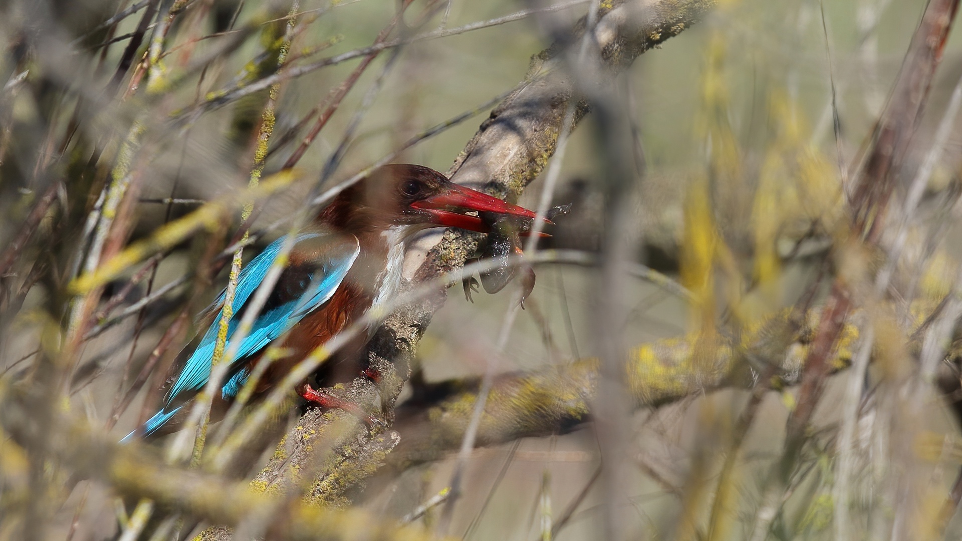 İzmir yalıçapkını