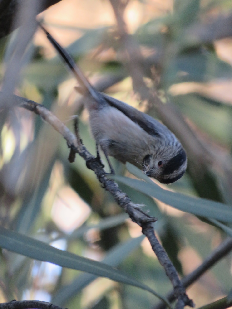Uzunkuyruklu baştankara