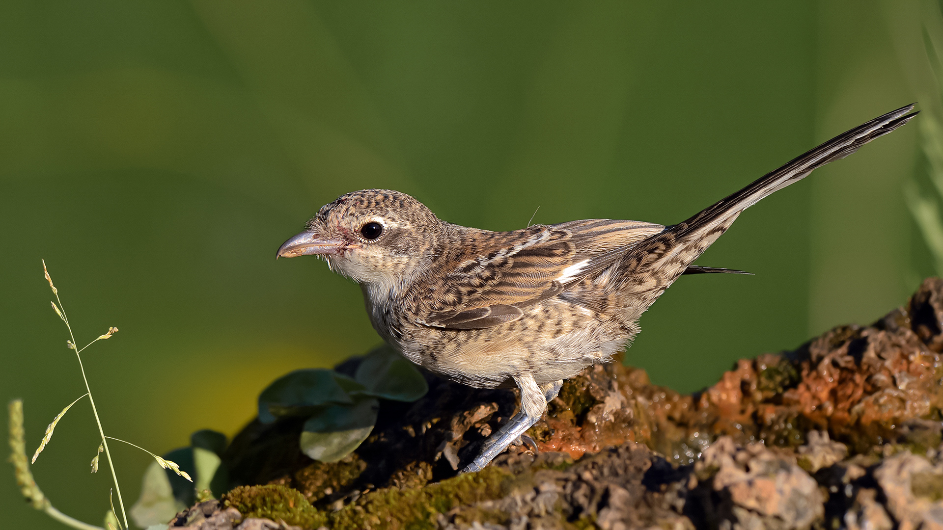 Maskeli örümcekkuşu