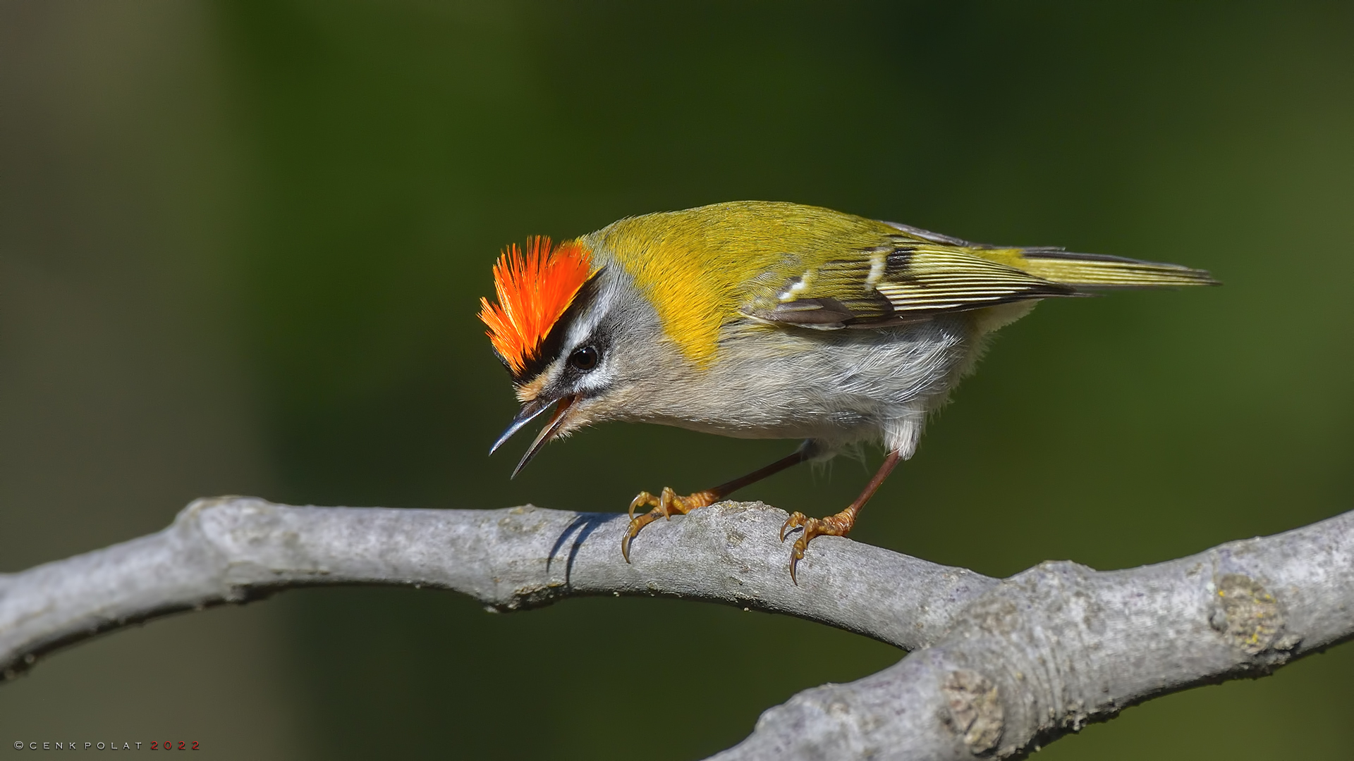 Sürmeli çalıkuşu