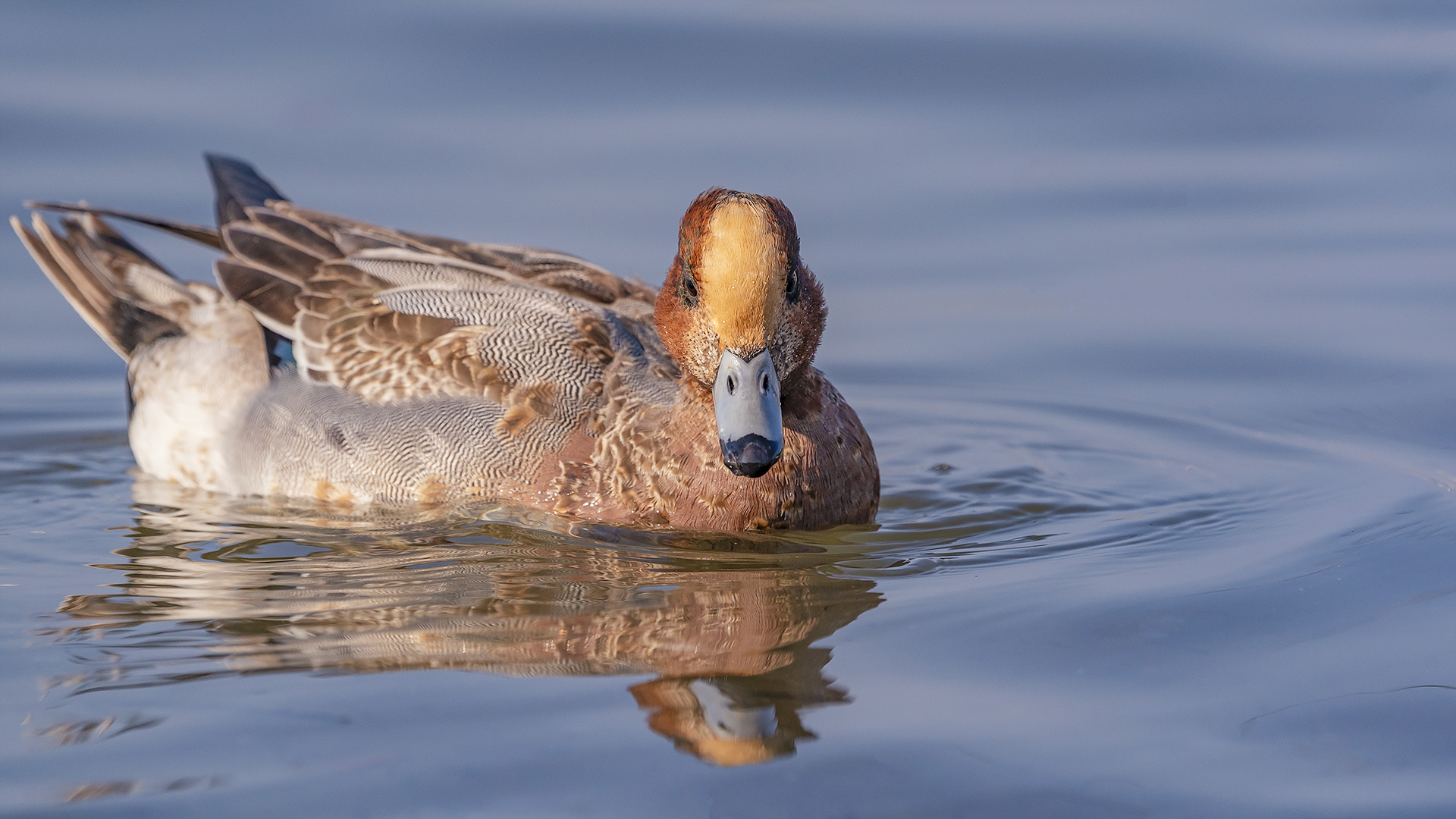 Fiyu » Eurasian Wigeon » Mareca penelope