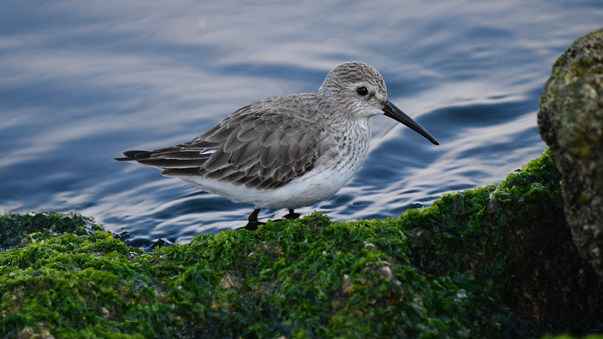 Karakarınlı kumkuşu » Dunlin » Calidris alpina