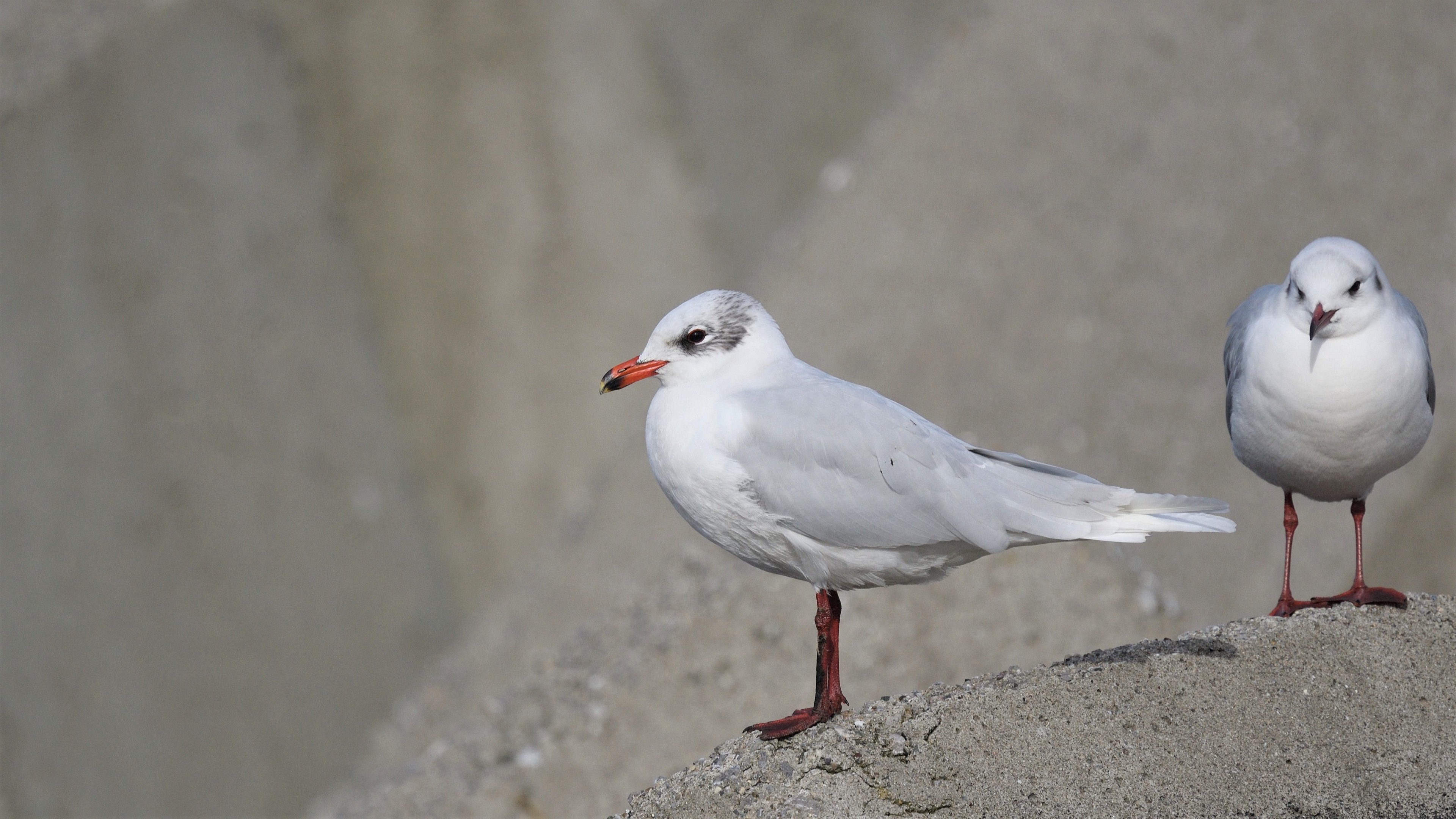 Akdeniz martısı » Mediterranean Gull » Ichthyaetus melanocephalus