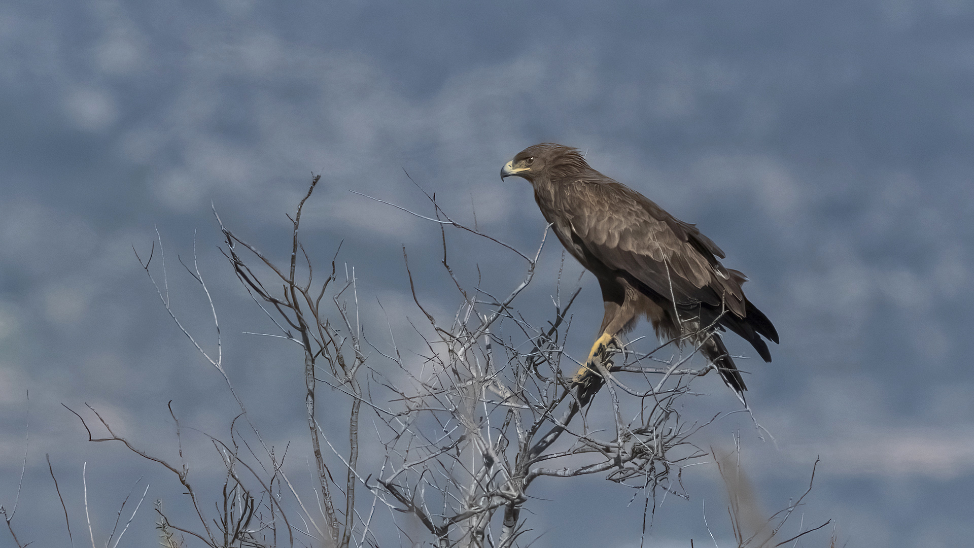 Büyük orman kartalı