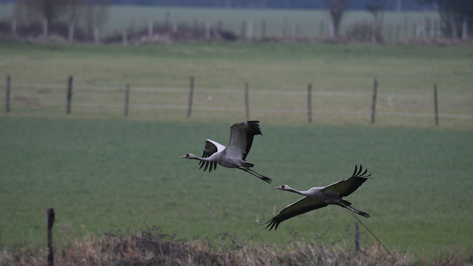 Turna » Common Crane » Grus grus