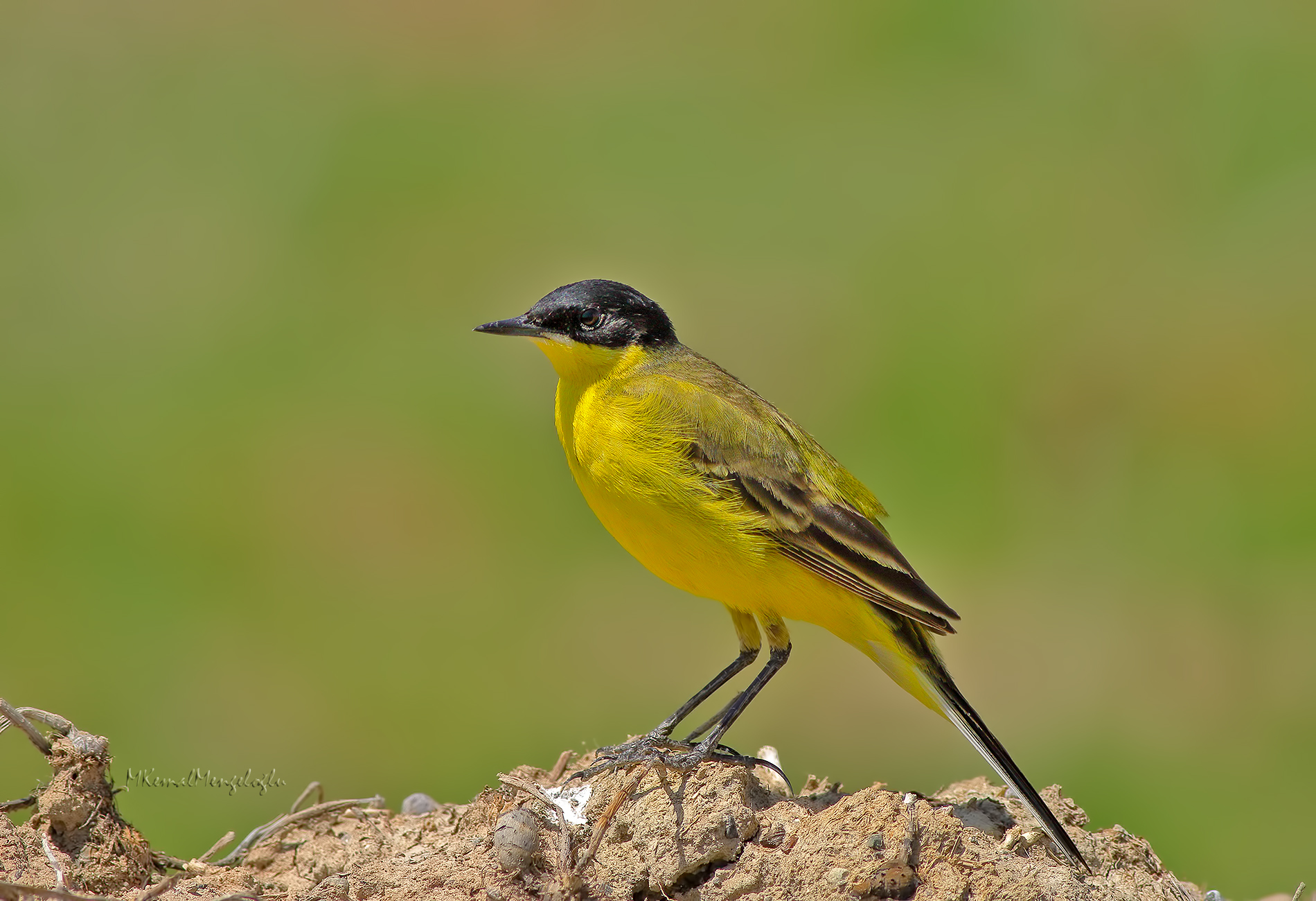 Sarı kuyruksallayan