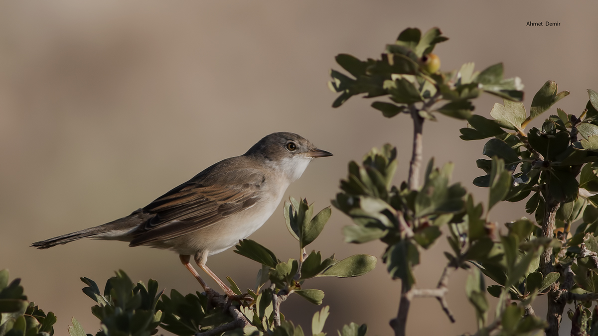 Akgerdanlı ötleğen
