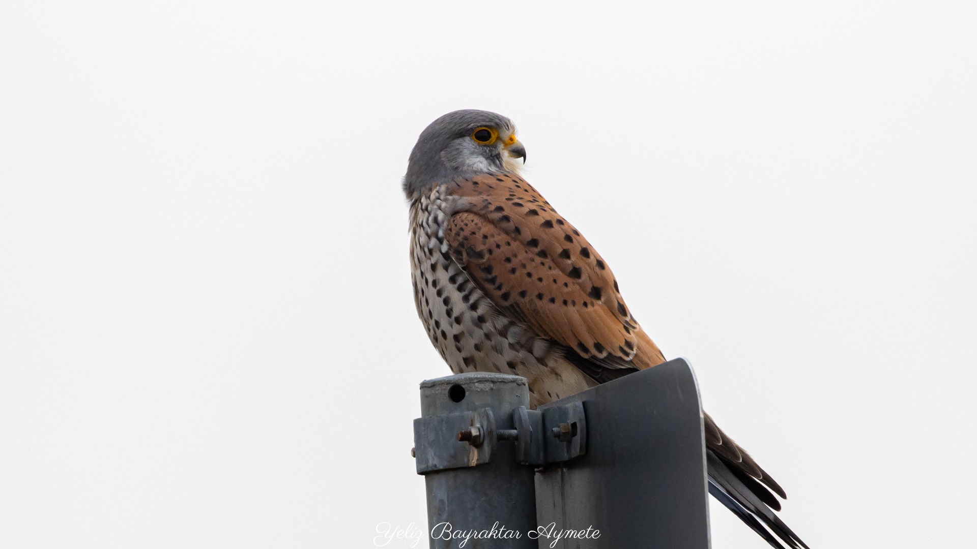 Kerkenez » Common Kestrel » Falco tinnunculus