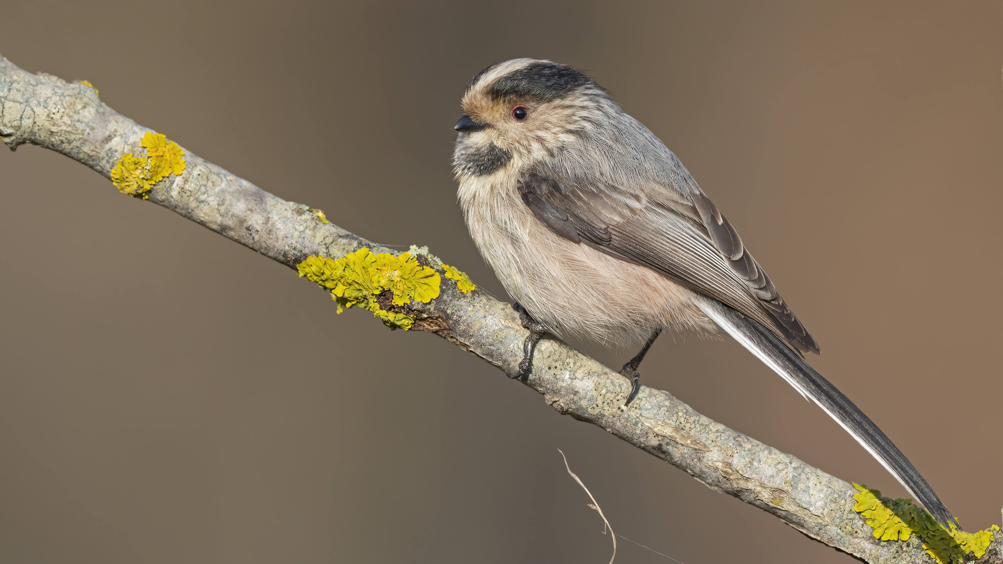 Uzunkuyruklu baştankara