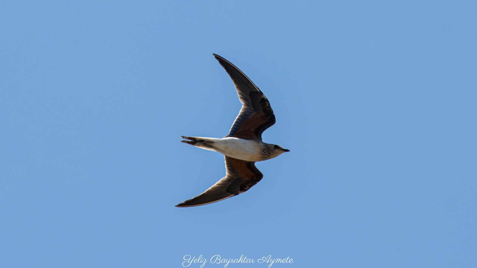 Bataklıkkırlangıcı