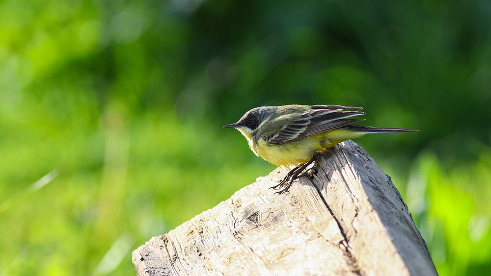 Sarı kuyruksallayan