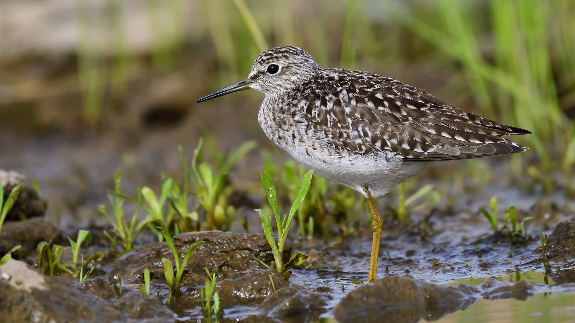 Orman düdükçünü