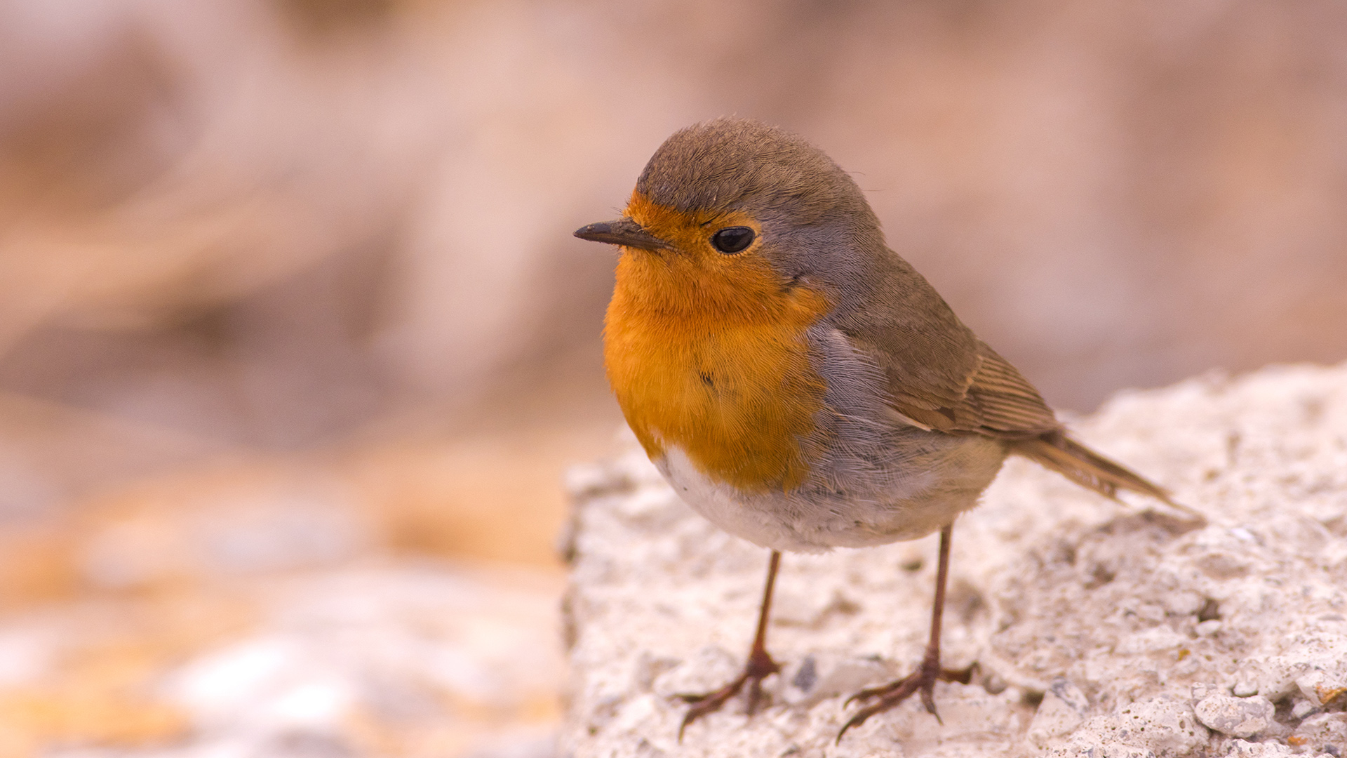 Kızılgerdan » European Robin » Erithacus rubecula