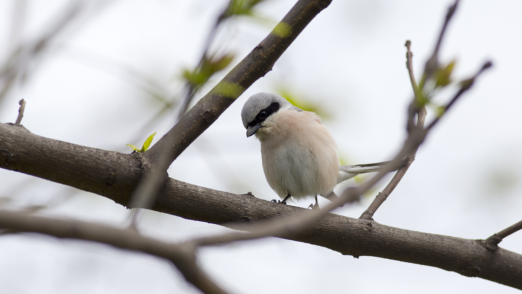 Kızılsırtlı örümcekkuşu