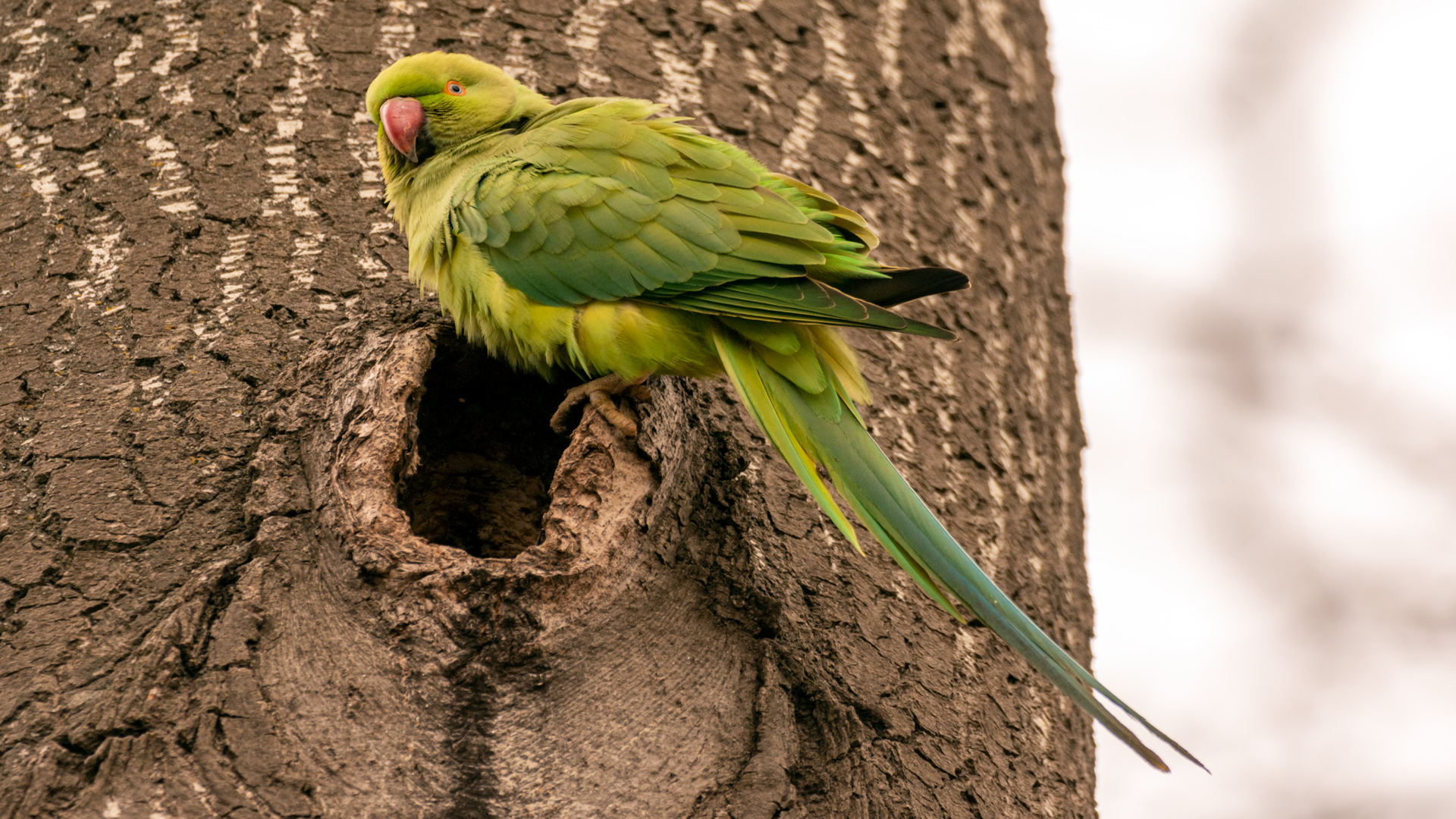 Yeşil papağan » Rose-ringed Parakeet » Psittacula krameri