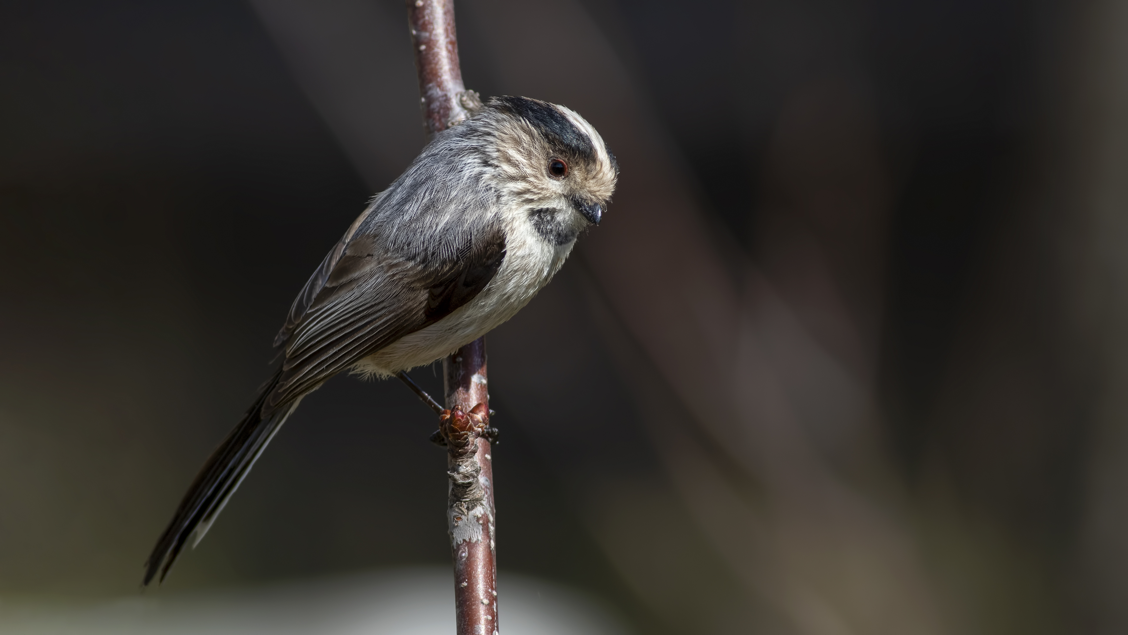 Uzunkuyruklu baştankara