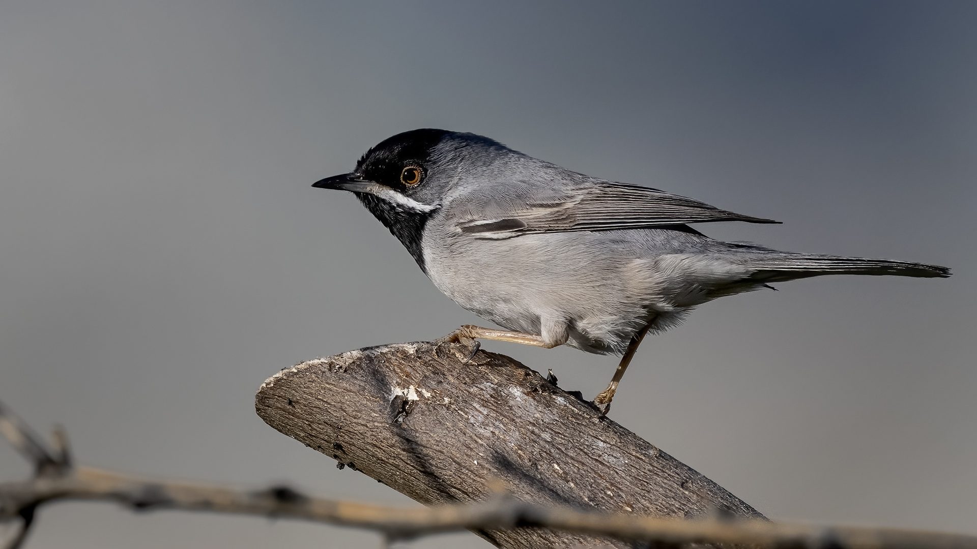 Karaboğazlı ötleğen