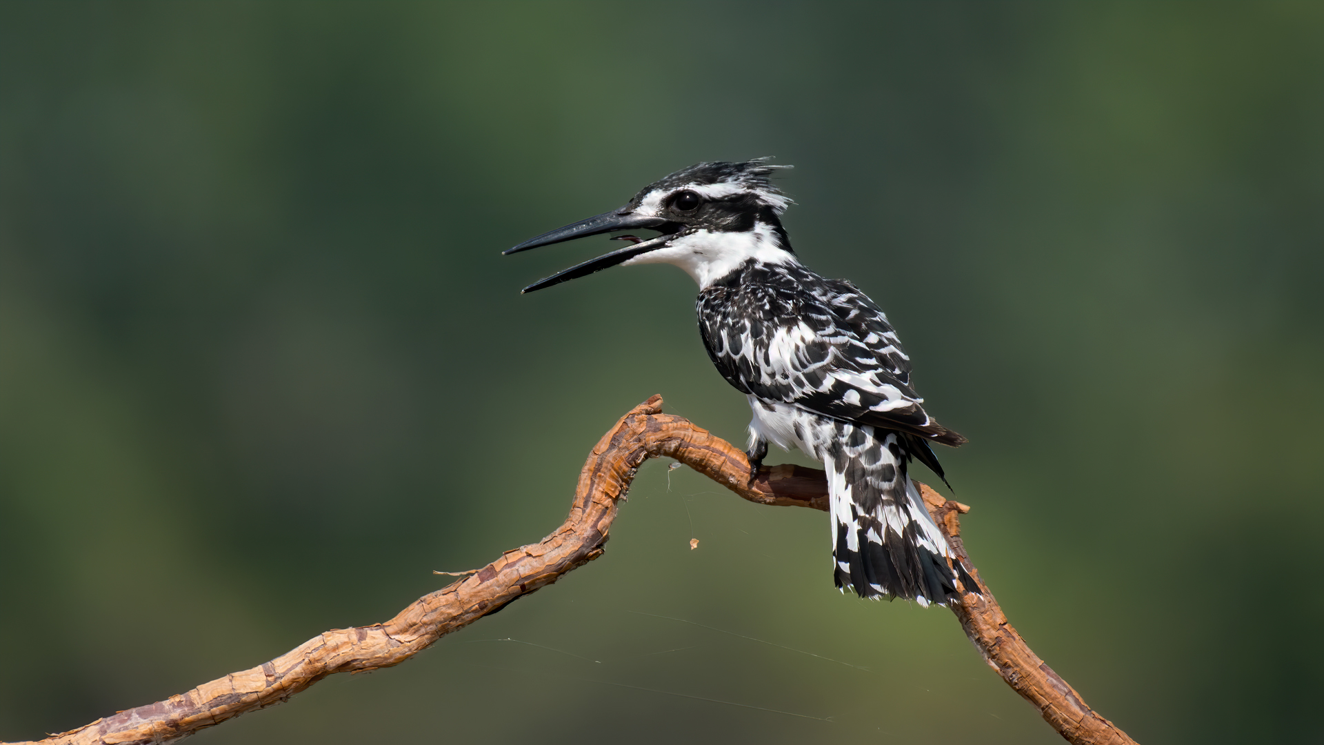 Alaca yalıçapkını